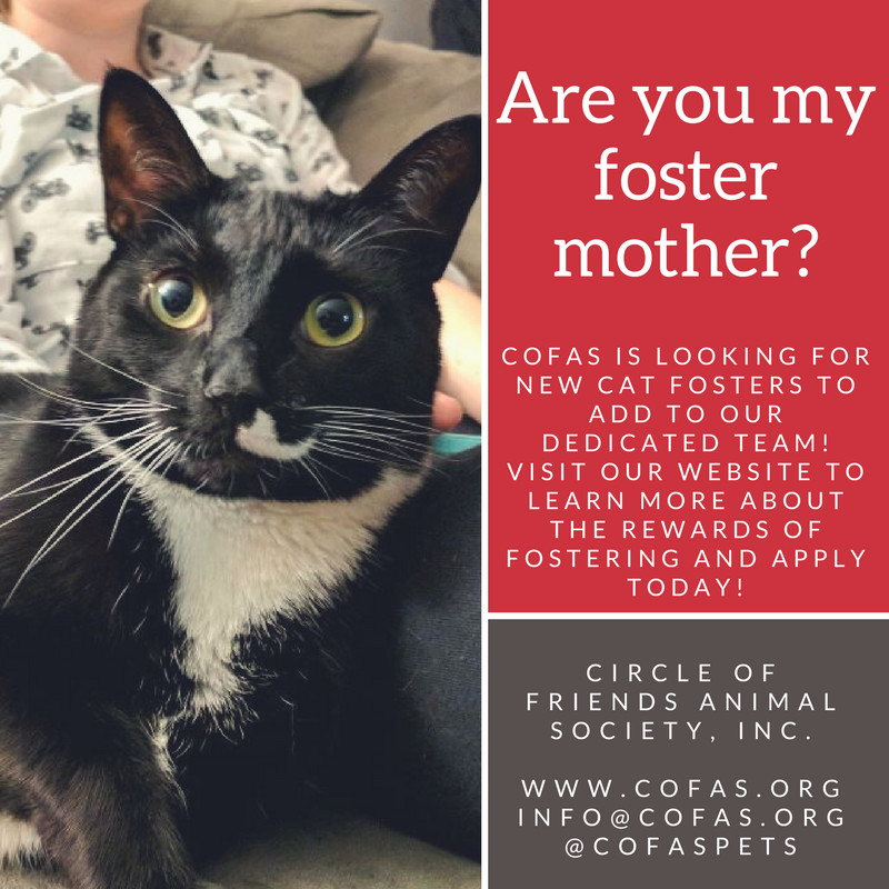 **KITTEN FOSTERS NEEDED**, Baby Female unknown