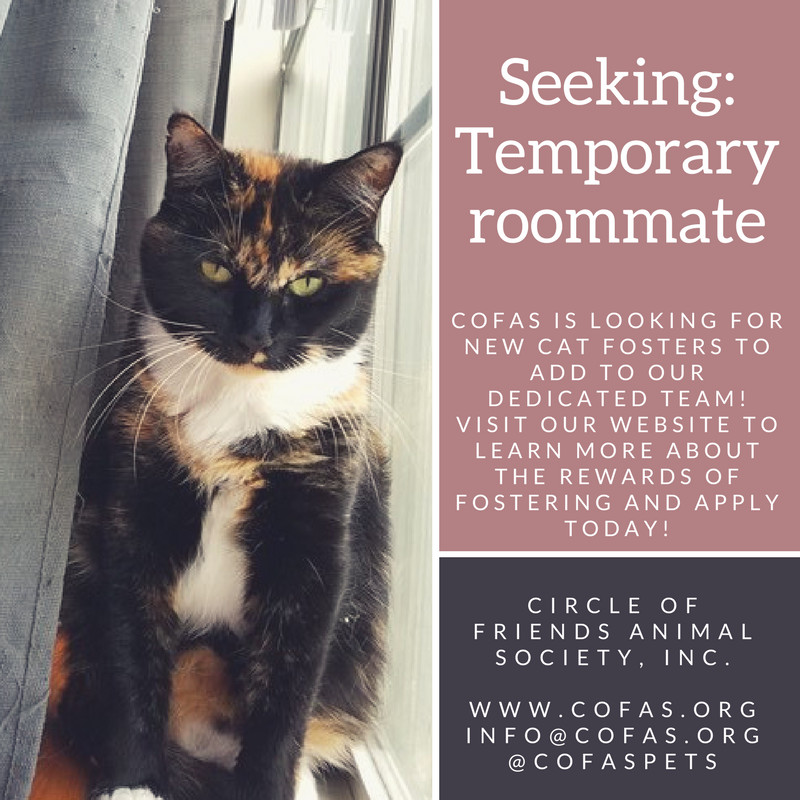 **KITTEN FOSTERS NEEDED**, a Adoptable mixed breed in Athens, GA image 2/8