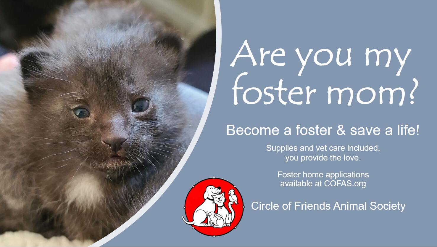 **KITTEN FOSTERS NEEDED**, a Adoptable mixed breed in Athens, GA image 3/8