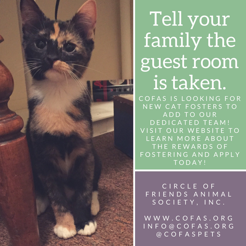 **KITTEN FOSTERS NEEDED**, a Adoptable mixed breed in Athens, GA image 4/8