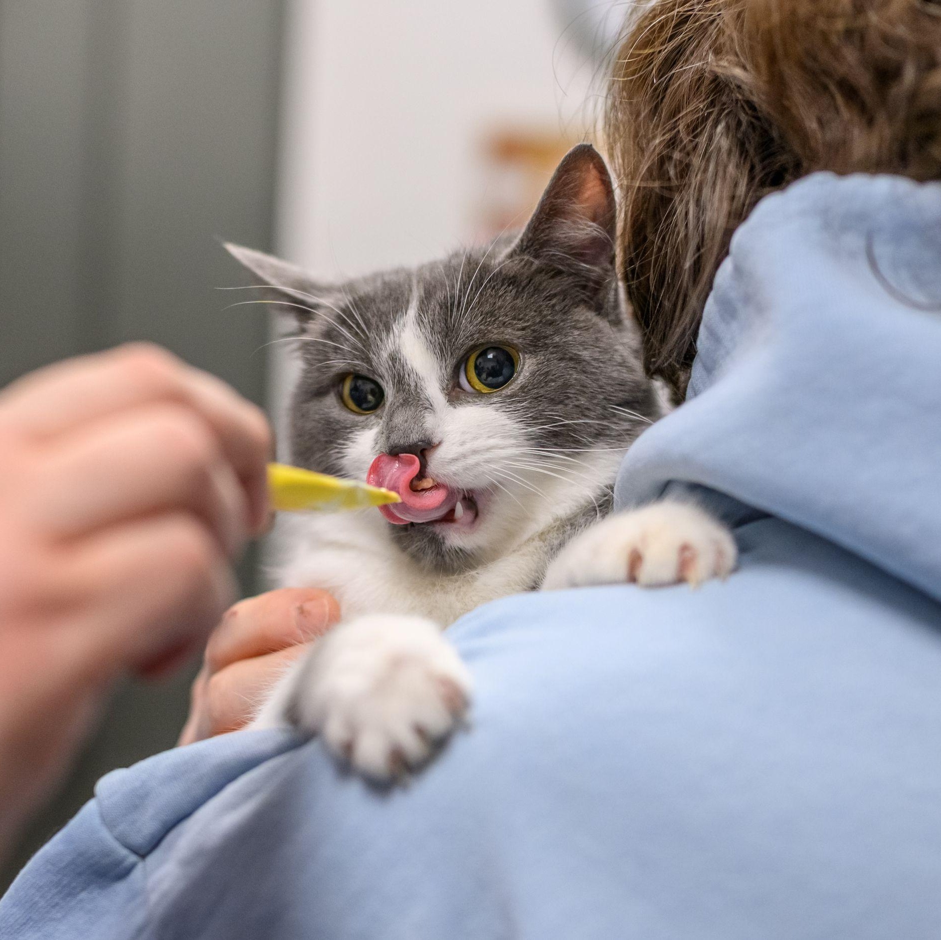 Enlarge GUMBO, a ADOPTABLE Tabby in Hamilton, NJ image 6/6