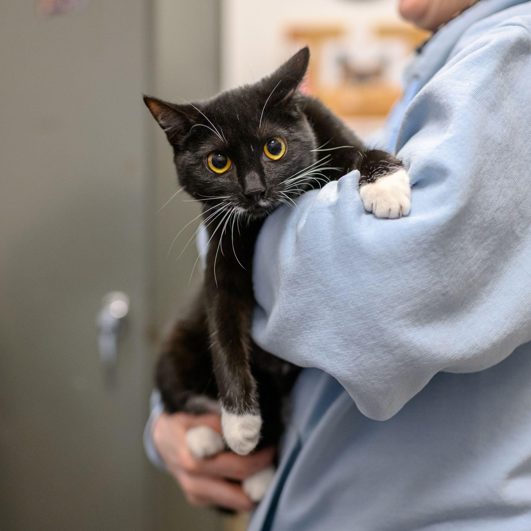 Enlarge GUMBO, a ADOPTABLE Tabby in Hamilton, NJ image 5/6