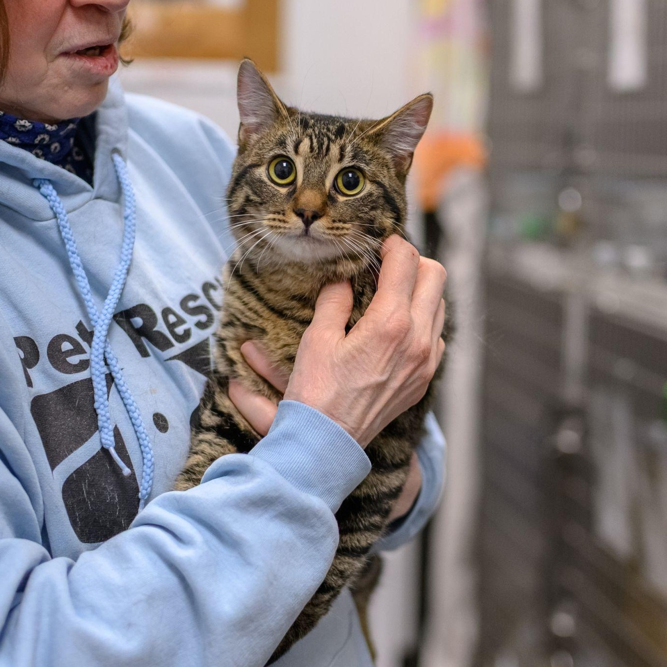 Enlarge GUMBO, a ADOPTABLE Tabby in Hamilton, NJ image 3/6