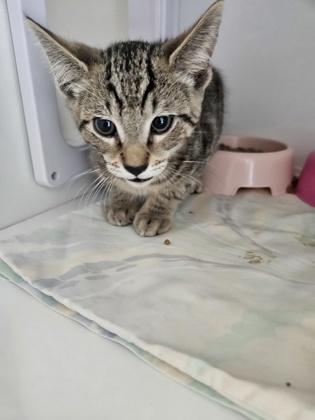 Maui — thumbnail 2