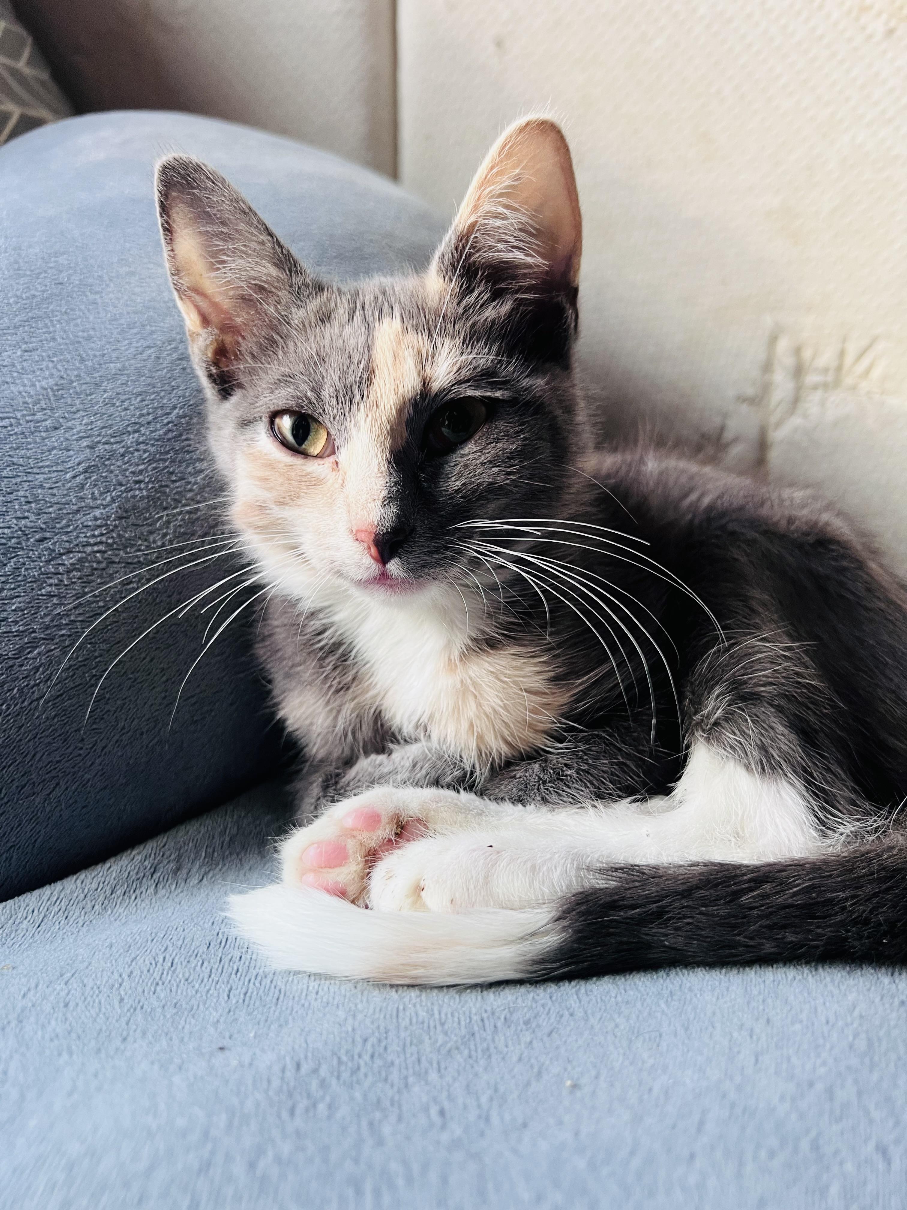 Coleslaw, a ADOPTABLE Domestic Short Hair in Rixeyville, VA image 3/3
