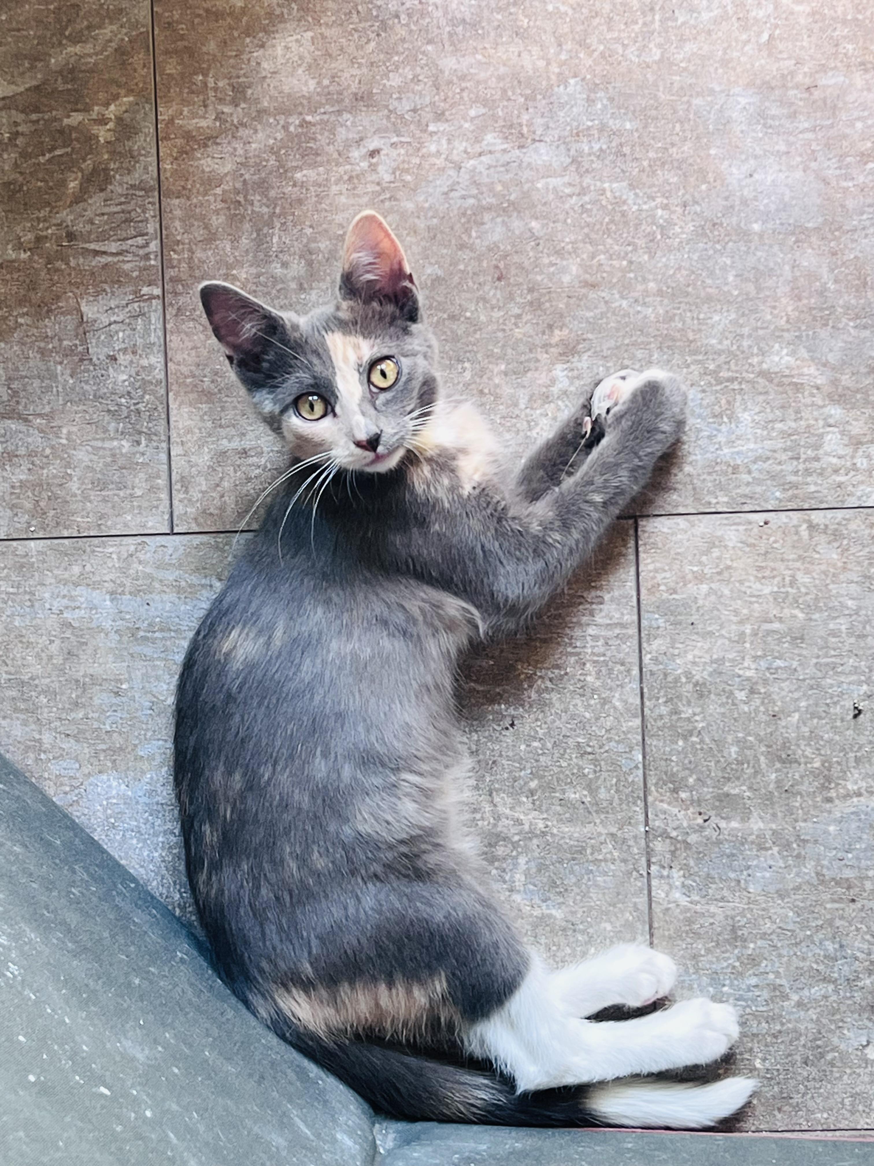 Coleslaw, a ADOPTABLE Domestic Short Hair in Rixeyville, VA image 2/3