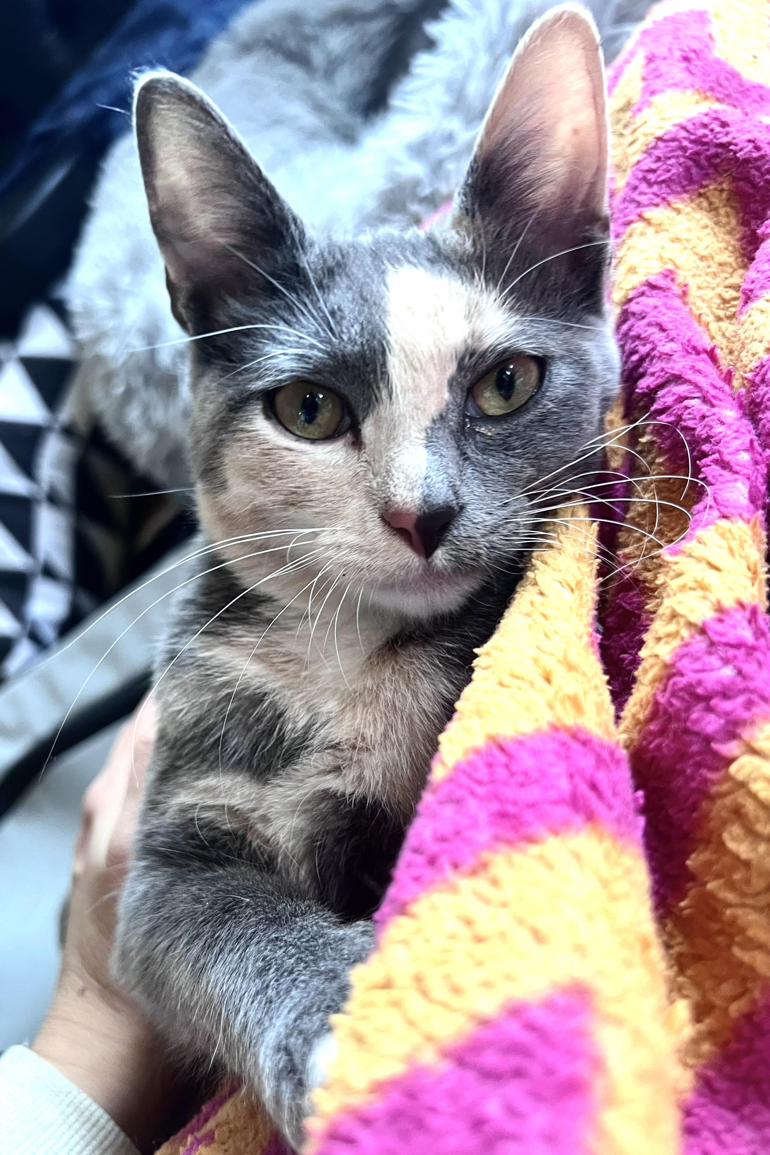 Coleslaw, ADOPTABLE, Kitten Female Domestic Short Hair.