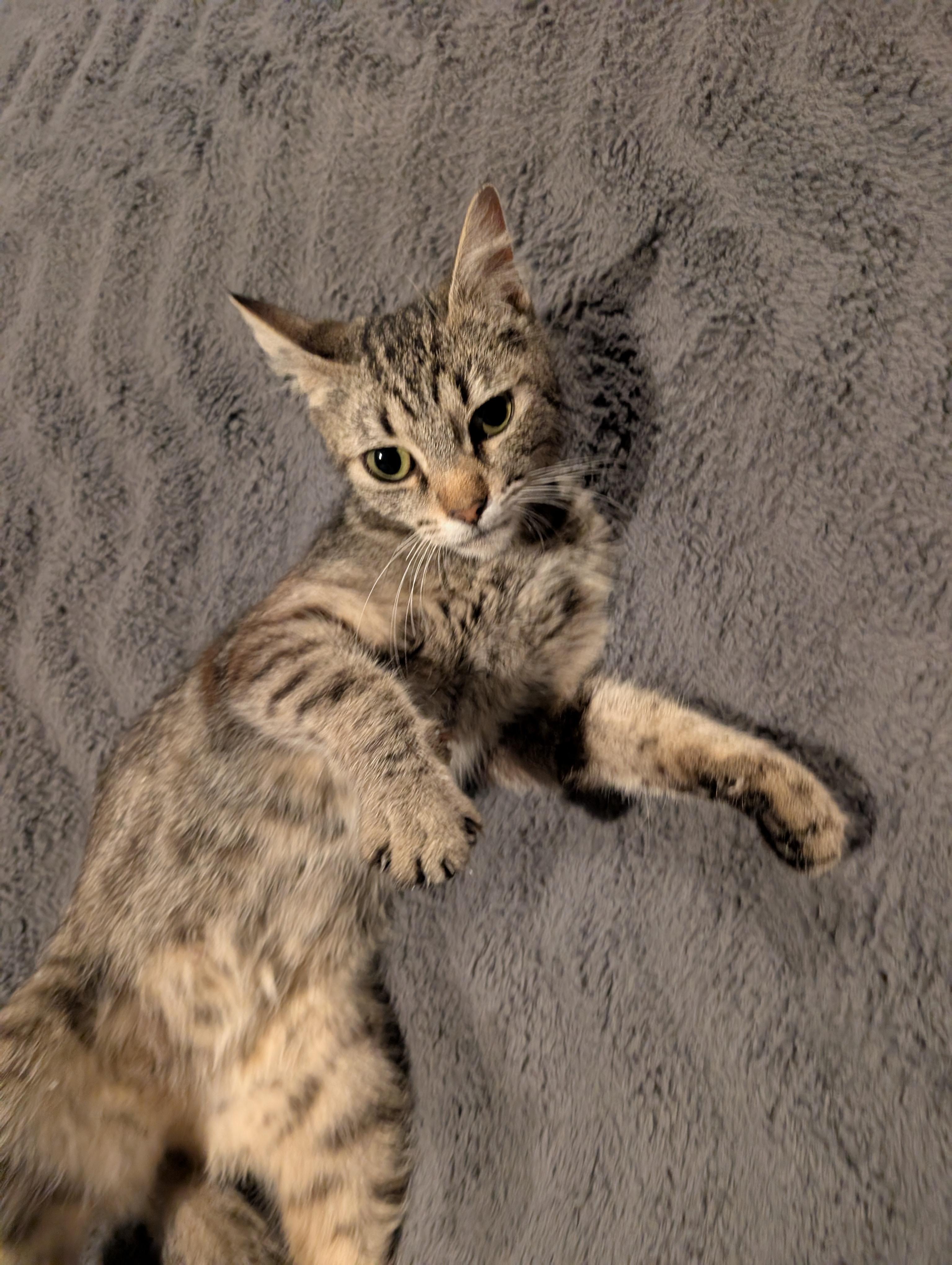 Enlarge Dolly, an adopted Tabby in Bothell, WA image 6/6