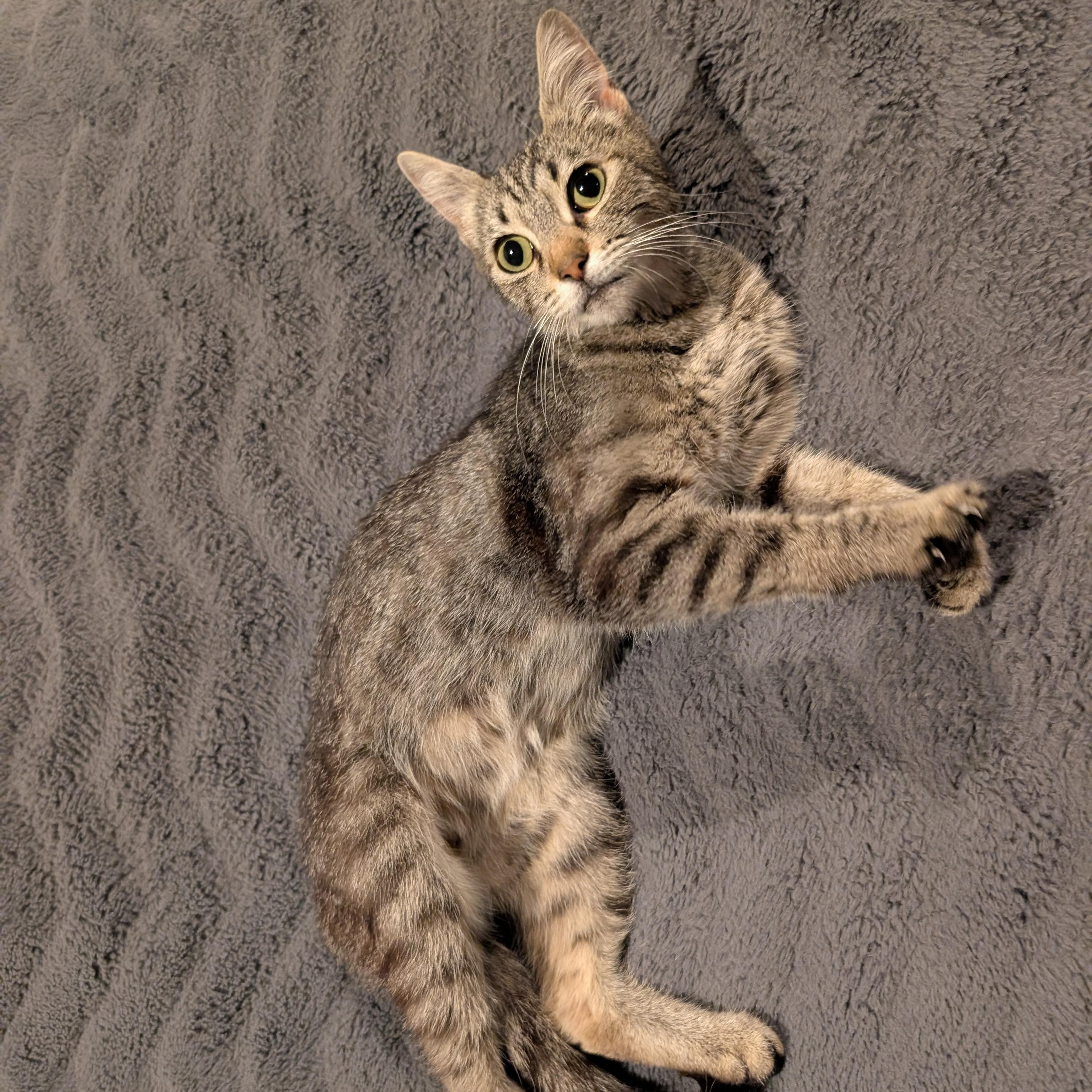 Enlarge Dolly, an adopted Tabby in Bothell, WA image 3/6