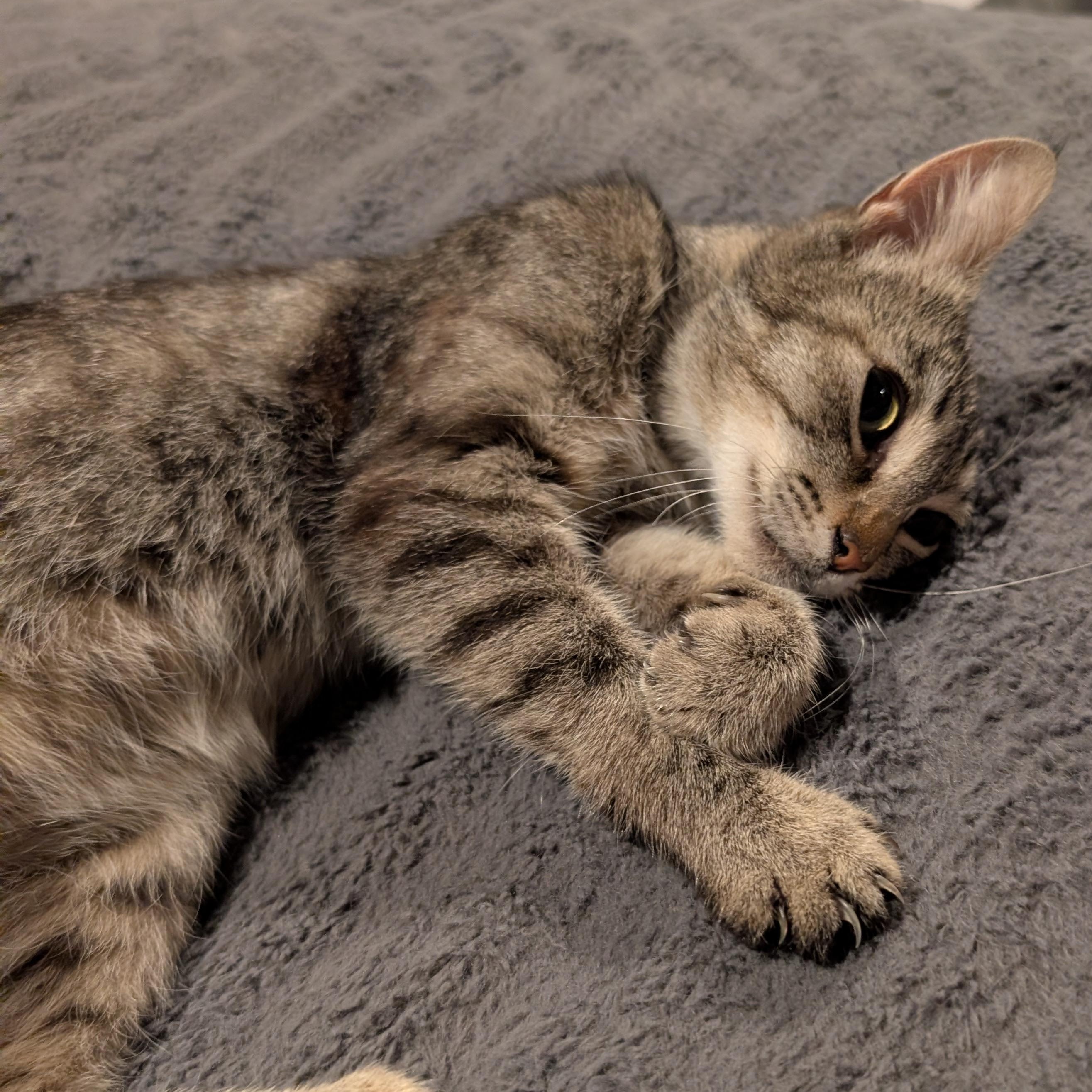 Enlarge Dolly, an adopted Tabby in Bothell, WA image 4/6
