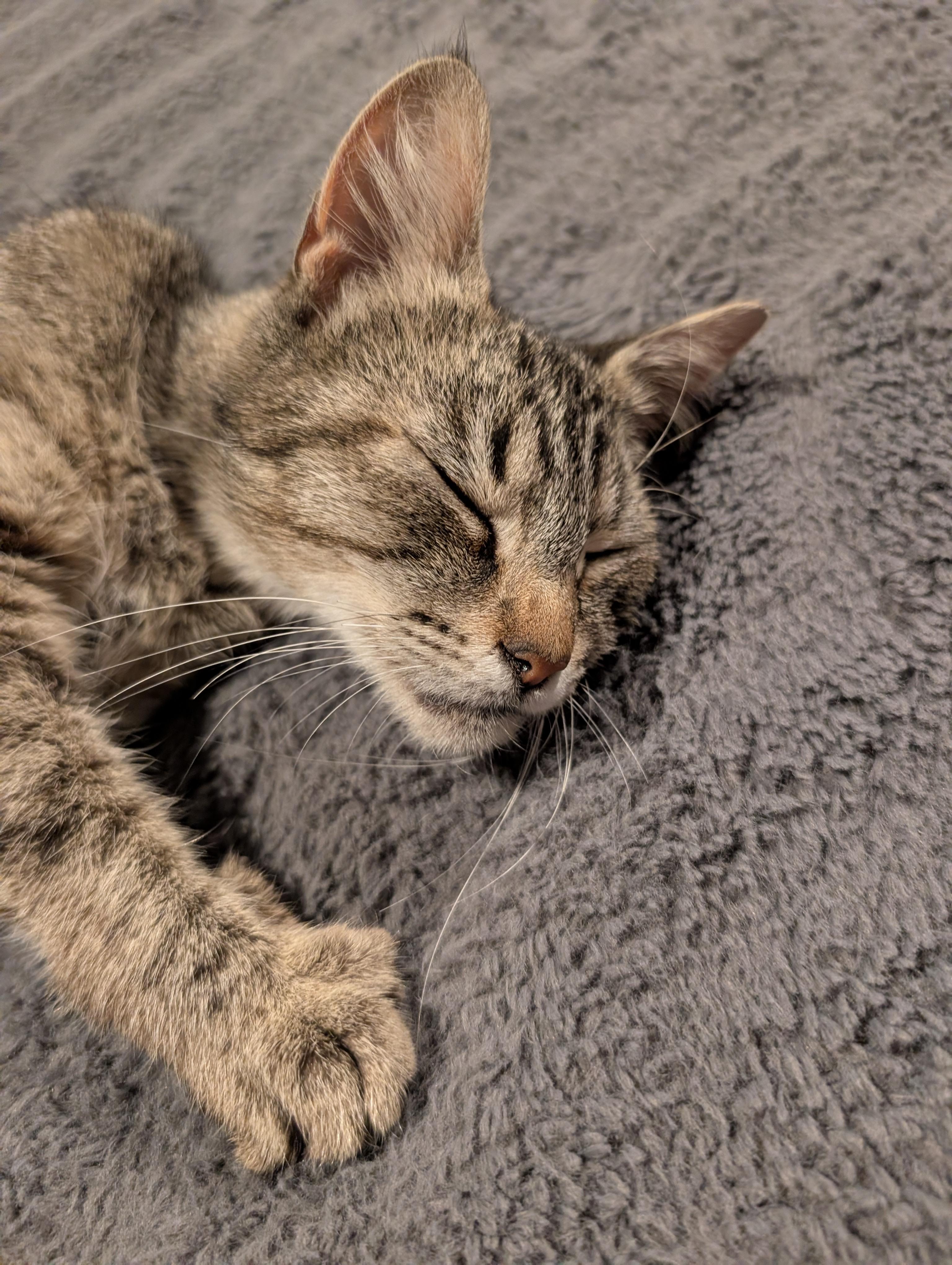 Enlarge Dolly, an adopted Tabby in Bothell, WA image 5/6