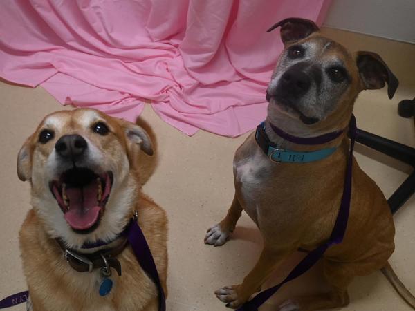 Enlarge Lefty And Zorro, a Adoptable mixed breed in Portland, OR image 1/3