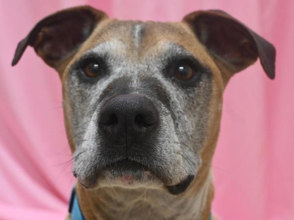 Enlarge Lefty And Zorro, a Adoptable mixed breed in Portland, OR image 2/3