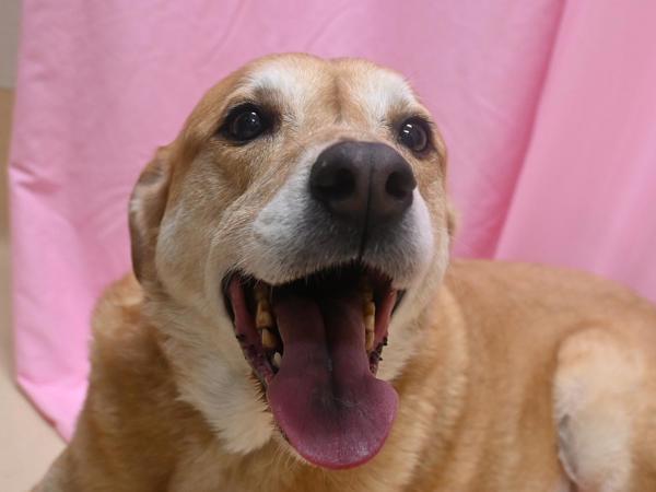Enlarge Lefty And Zorro, a Adoptable mixed breed in Portland, OR image 3/3