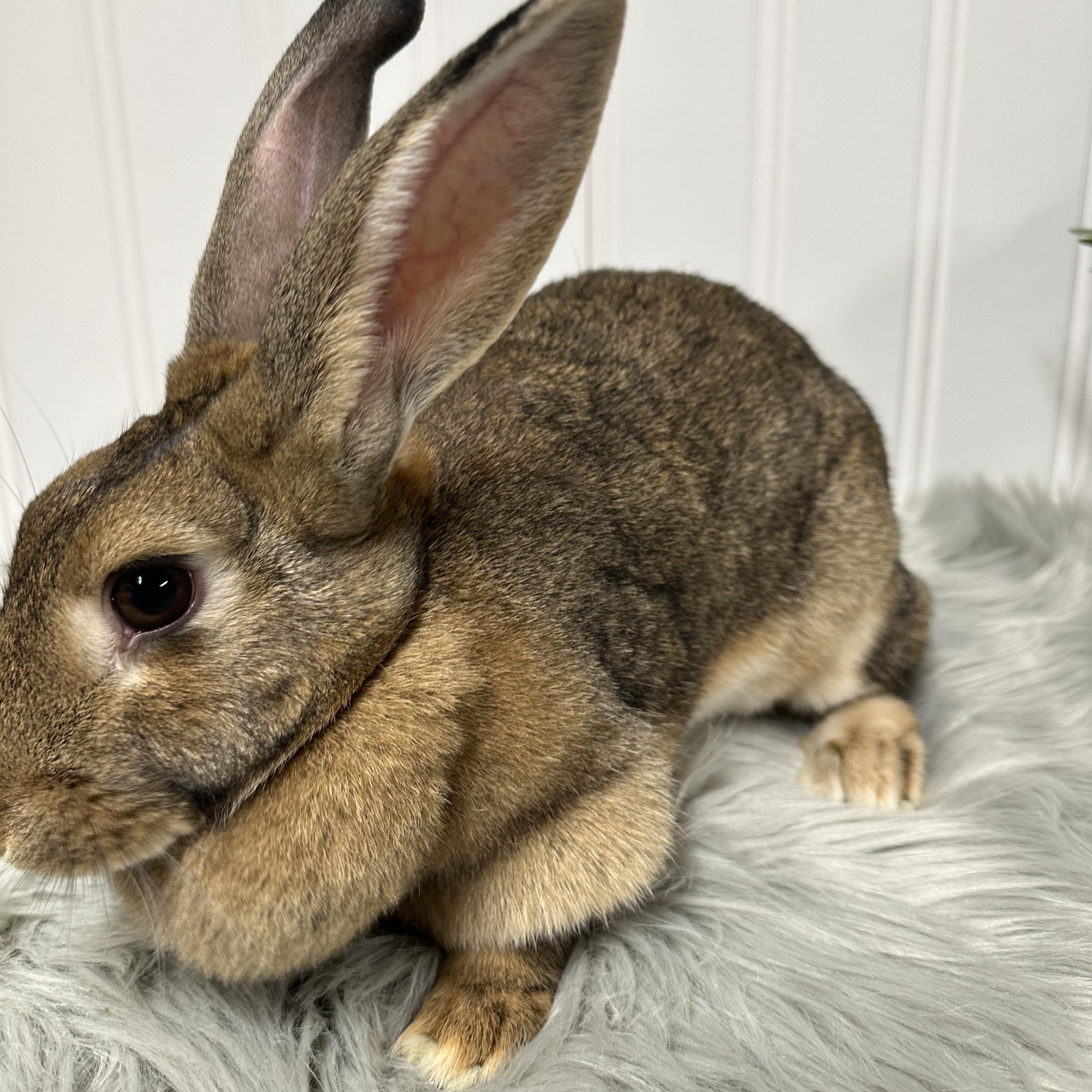 Enlarge Pebbles, a Adoptable mixed breed in Columbia, SC image 1/5
