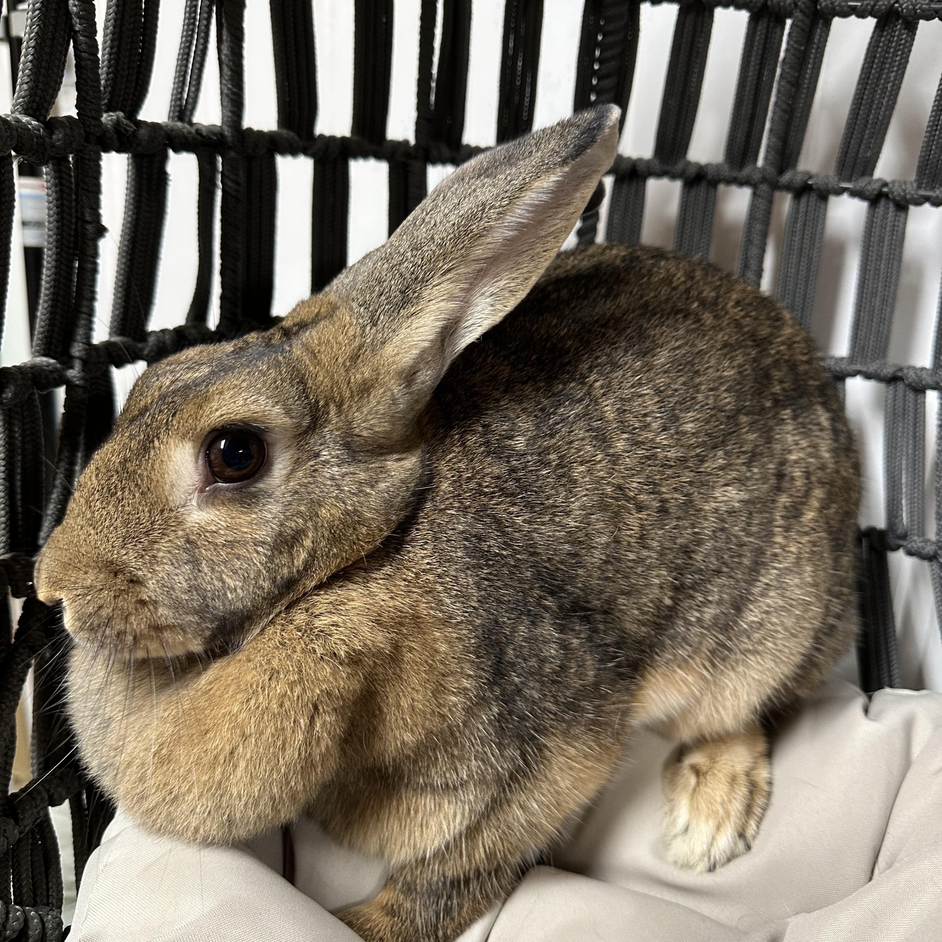 Enlarge Pebbles, a Adoptable mixed breed in Columbia, SC image 2/5