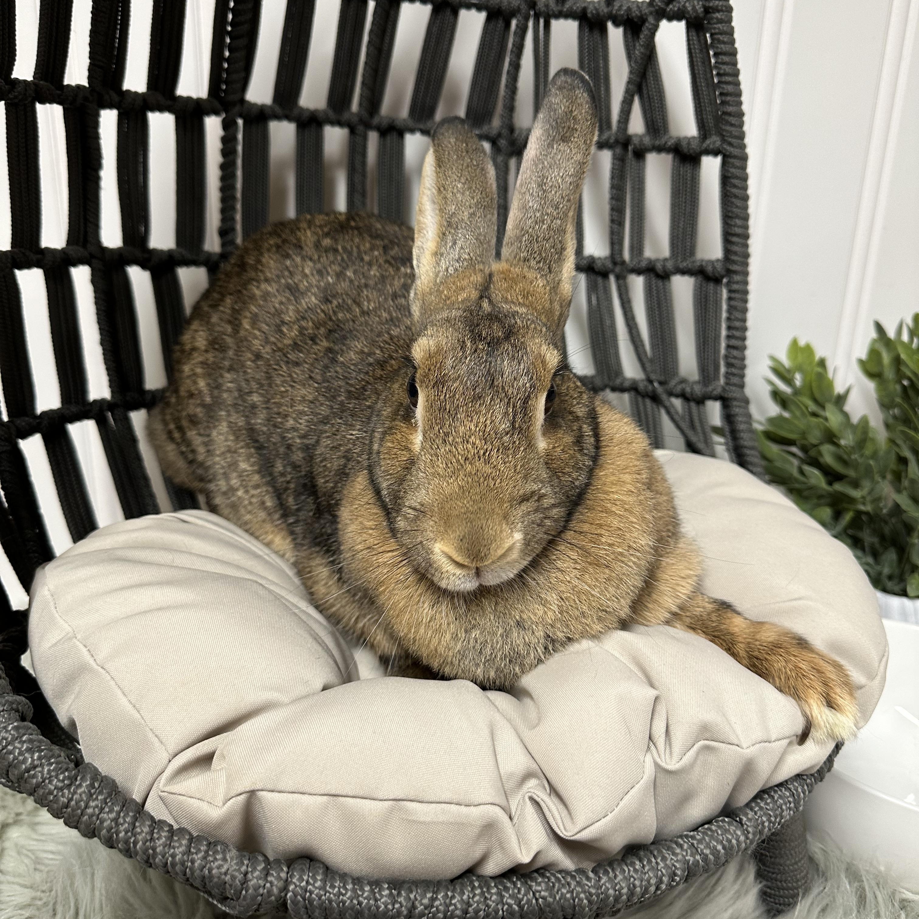 Enlarge Pebbles, a Adoptable mixed breed in Columbia, SC image 3/5