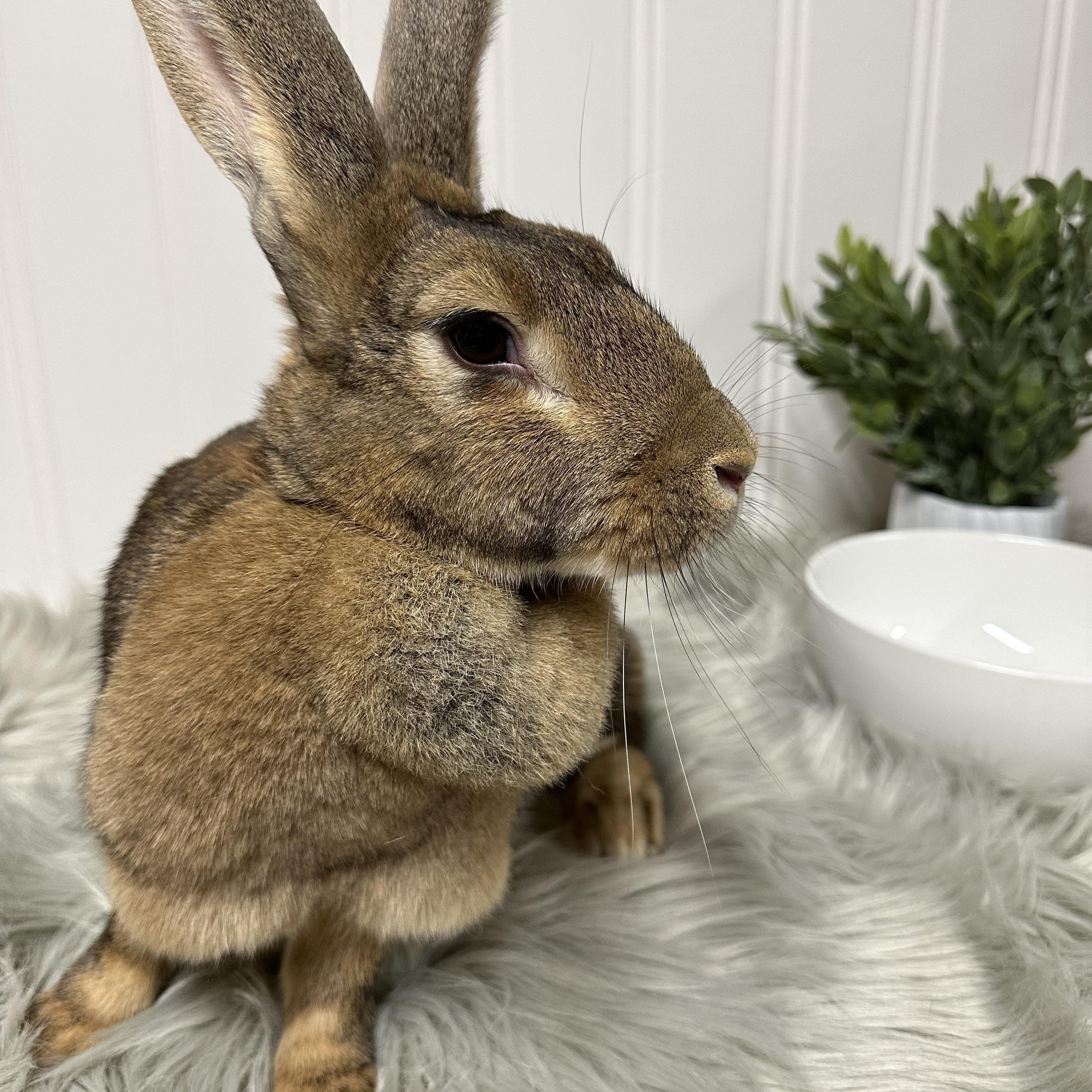 Enlarge Pebbles, a Adoptable mixed breed in Columbia, SC image 4/5
