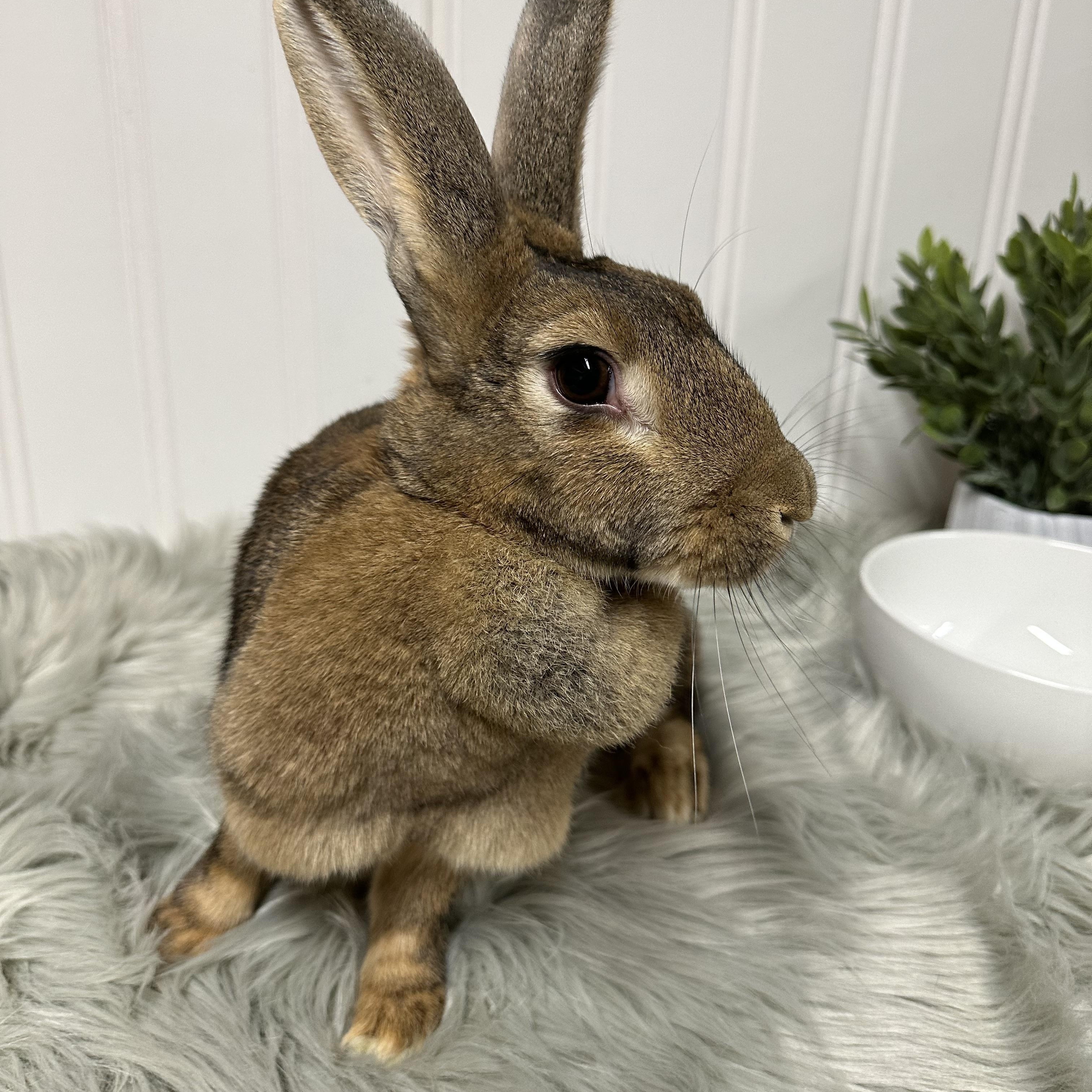 Enlarge Pebbles, a Adoptable mixed breed in Columbia, SC image 5/5