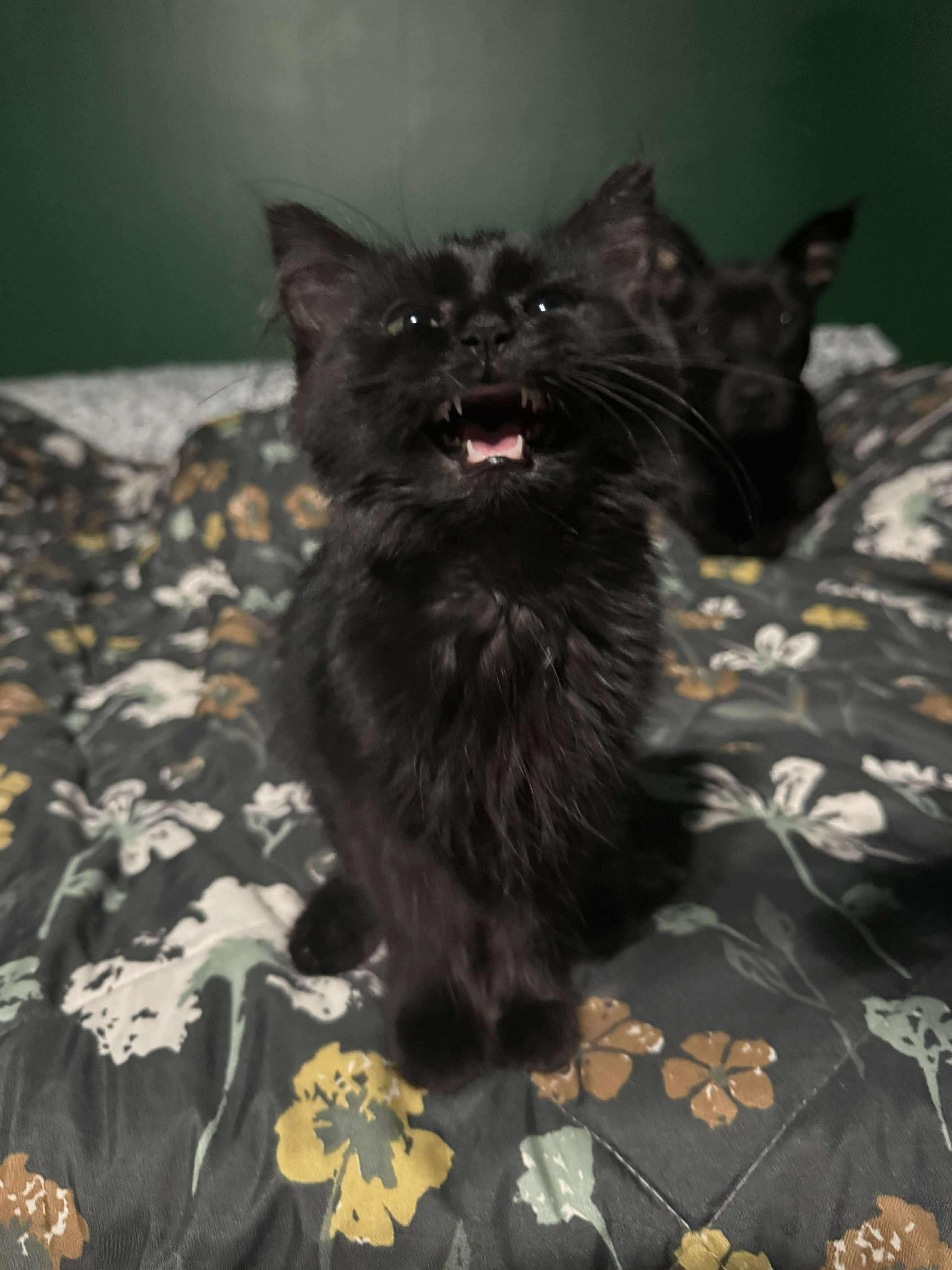 Parasyte, Adopted, Young Male Domestic Long Hair.