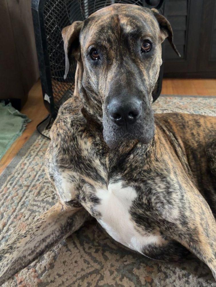 Walter, Adoptable, Young Male Great Dane.