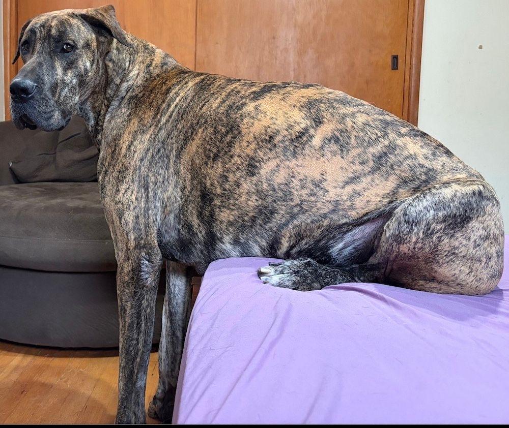 Enlarge Walter, a Adoptable Great Dane in Larkspur, CO image 3/3