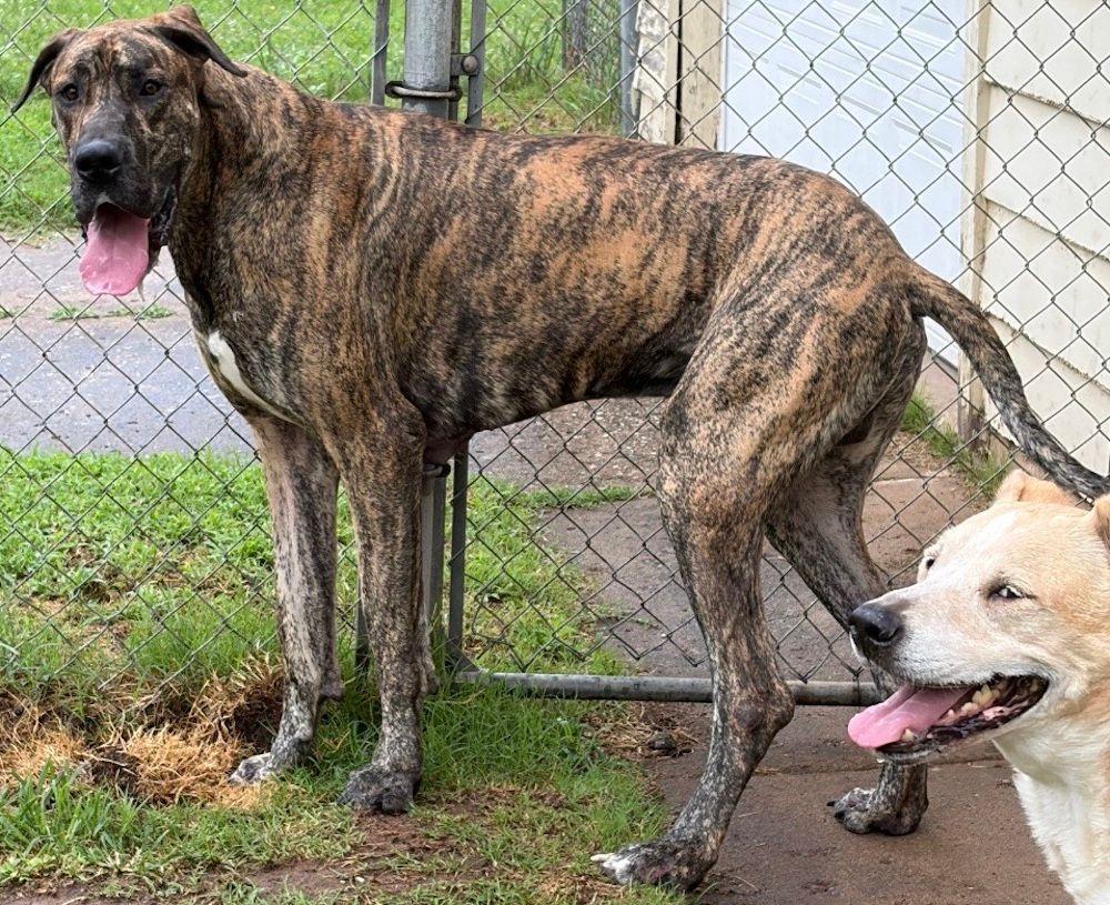 Enlarge Walter, a Adoptable Great Dane in Larkspur, CO image 2/3