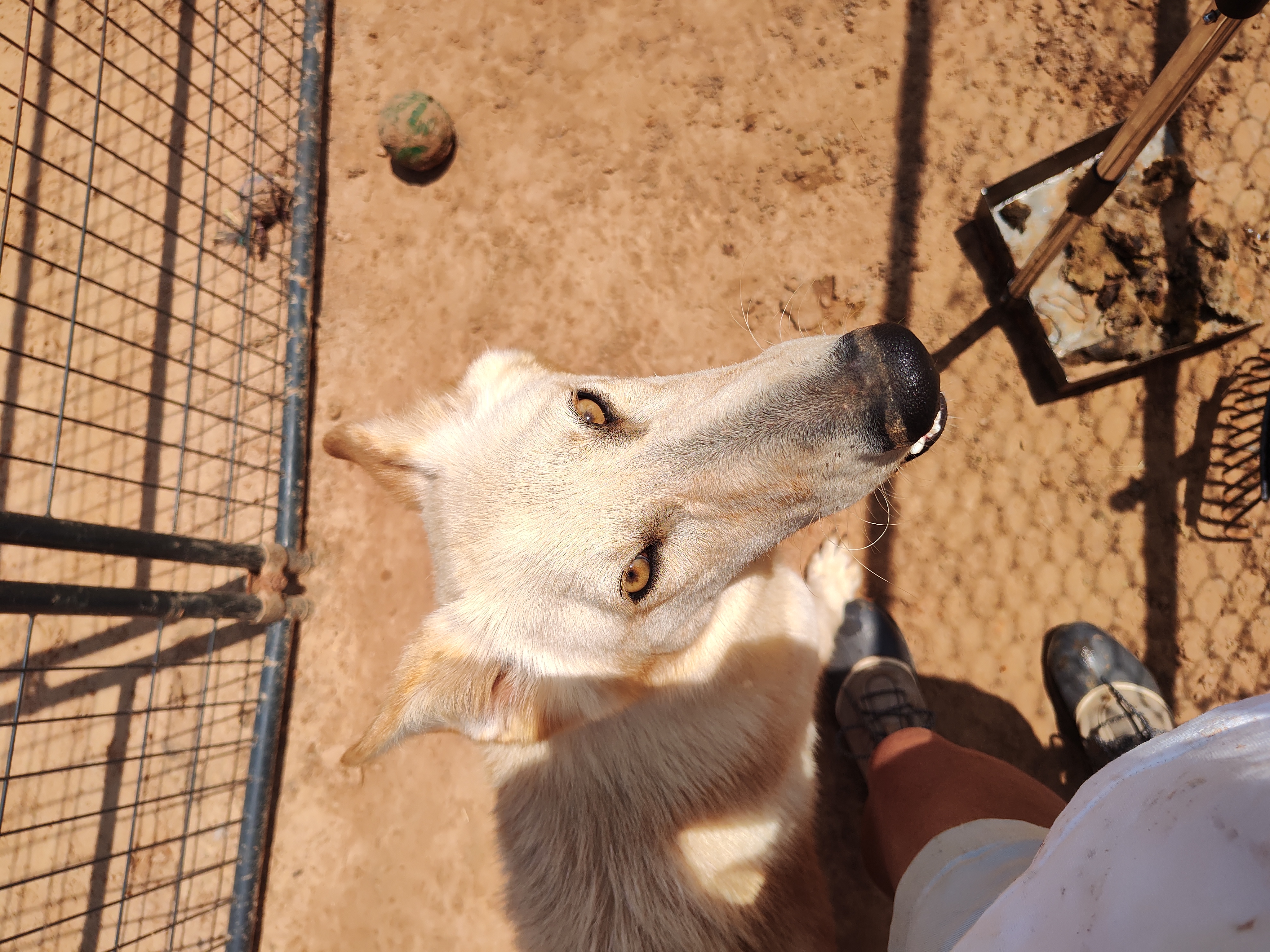 Enlarge Coyote, a Adoptable White German Shepherd in Paradise, TX image 3/4