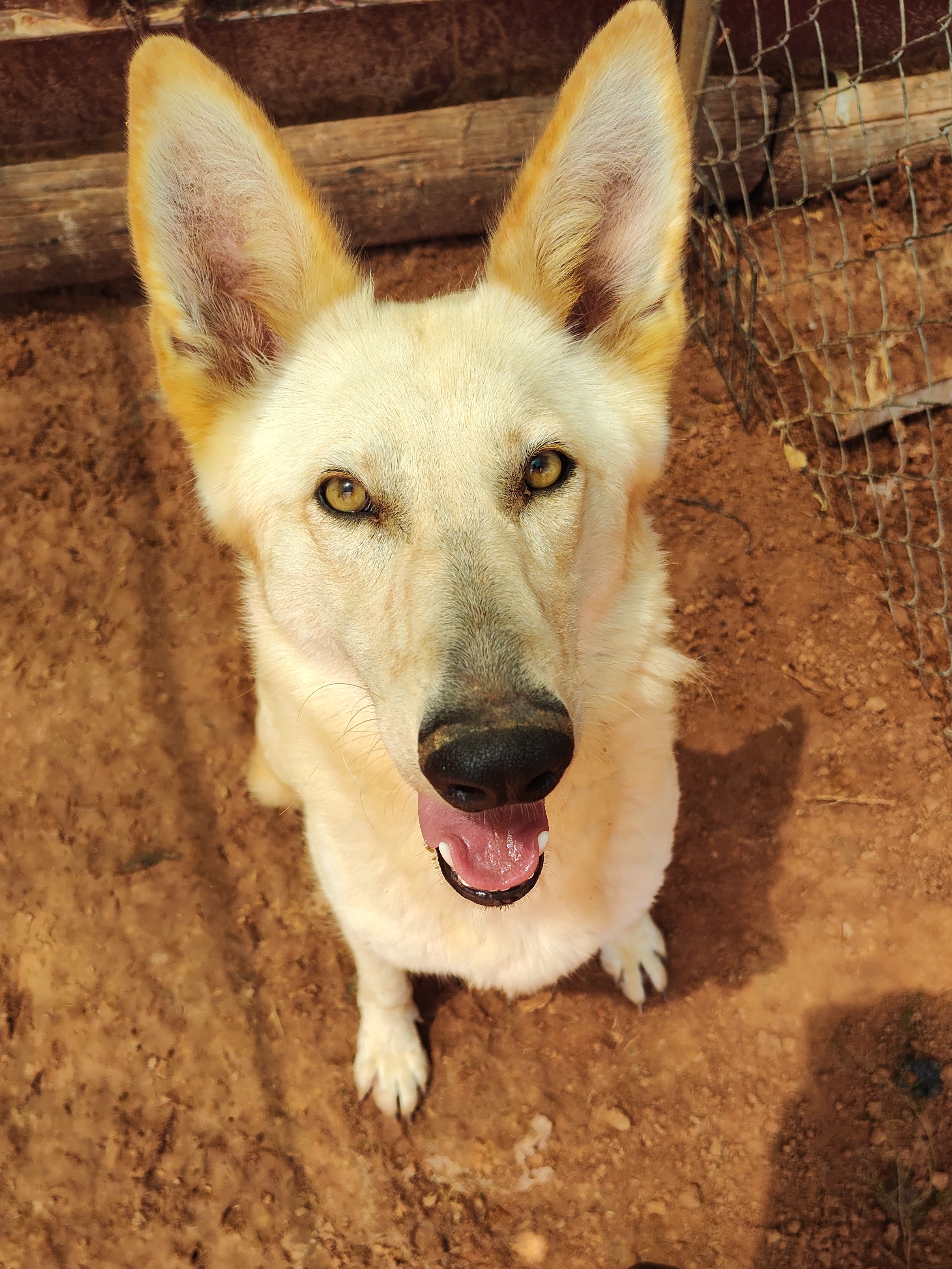 Enlarge Coyote, a Adoptable White German Shepherd in Paradise, TX image 1/4