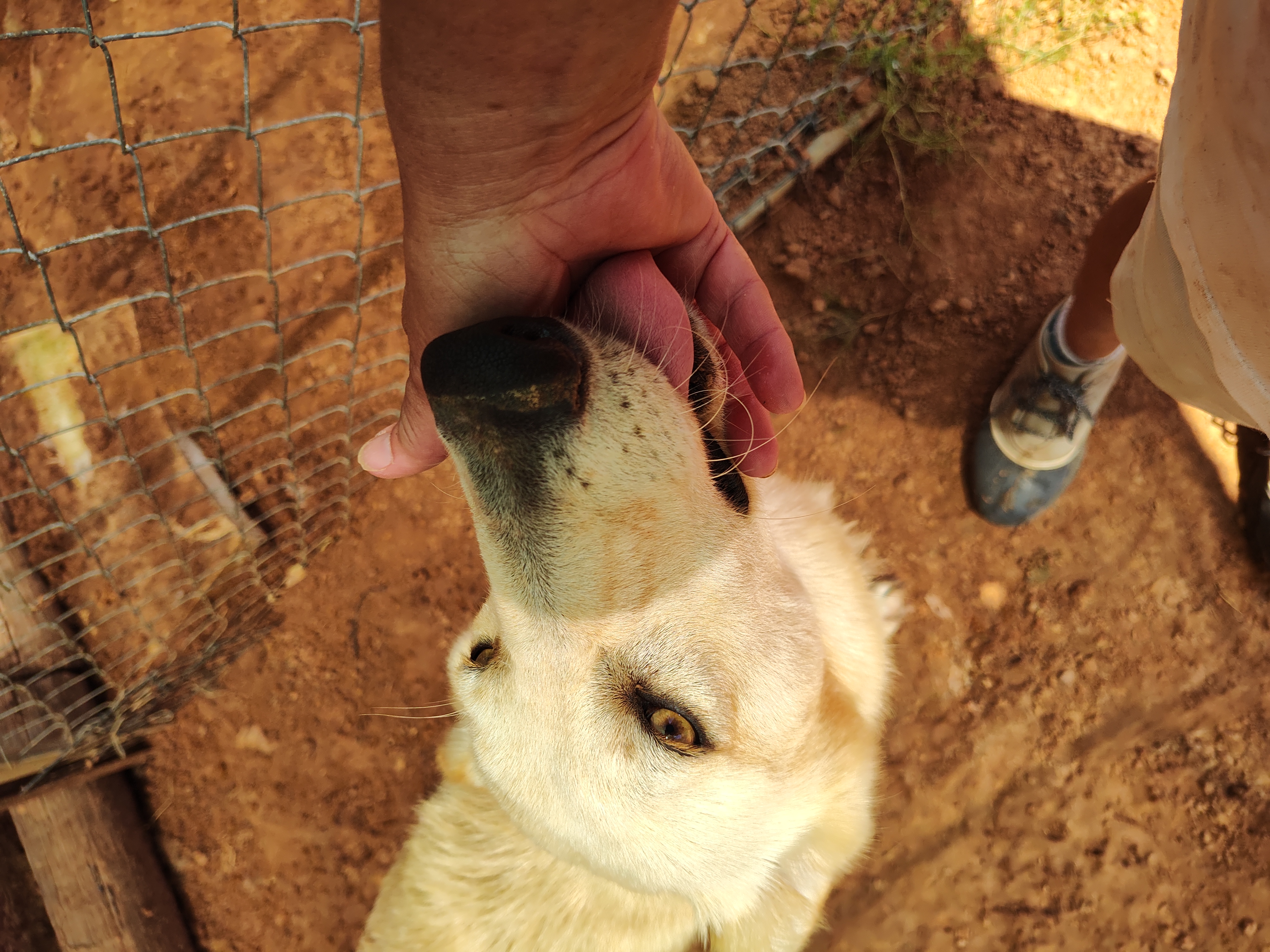 Enlarge Coyote, a Adoptable White German Shepherd in Paradise, TX image 4/4