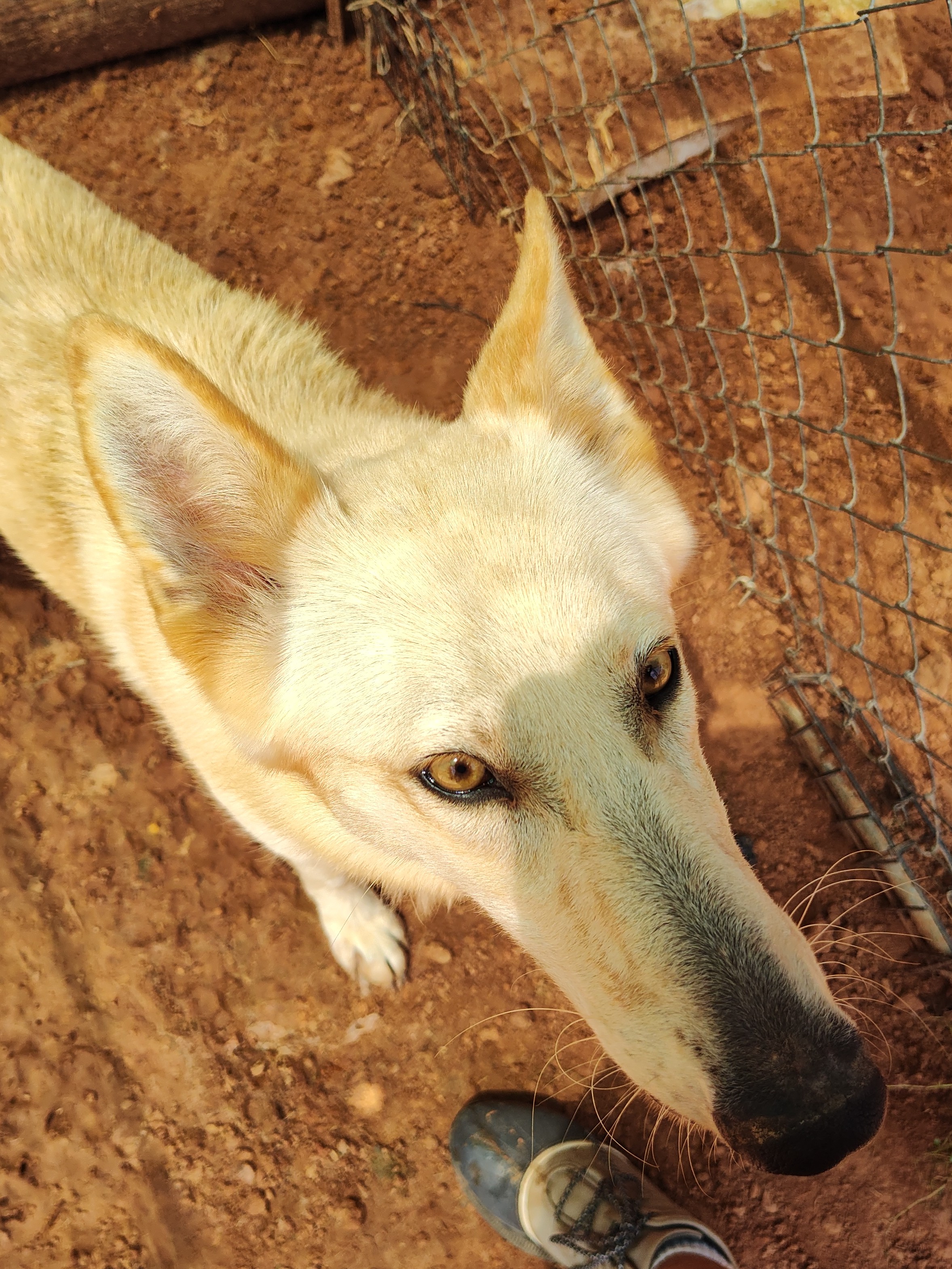 Enlarge Coyote, a Adoptable White German Shepherd in Paradise, TX image 2/4