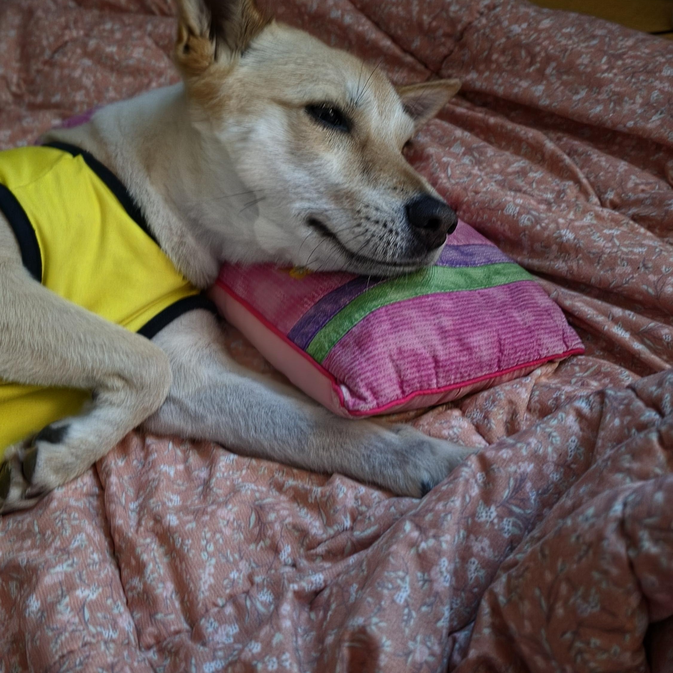 LULU, a ADOPTABLE mixed breed in Duluth, GA image 5/6