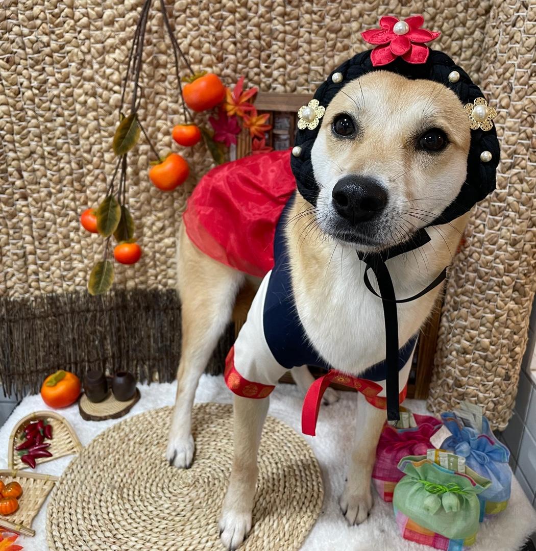 LULU, a ADOPTABLE mixed breed in Duluth, GA image 2/6