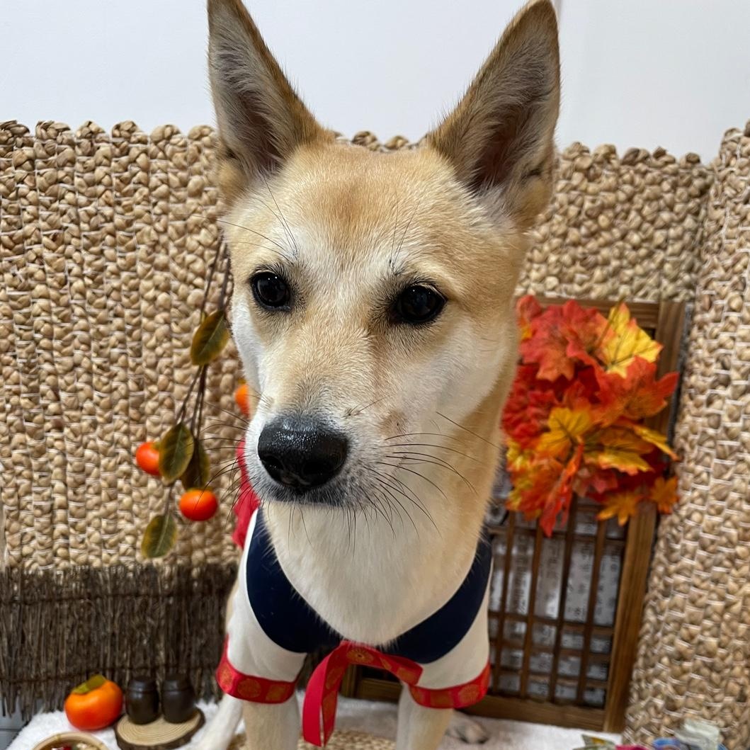 LULU, ADOPTABLE, Adult Female Jindo.