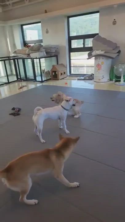 Enlarge LULU, a ADOPTABLE mixed breed in Duluth, GA video 6/6