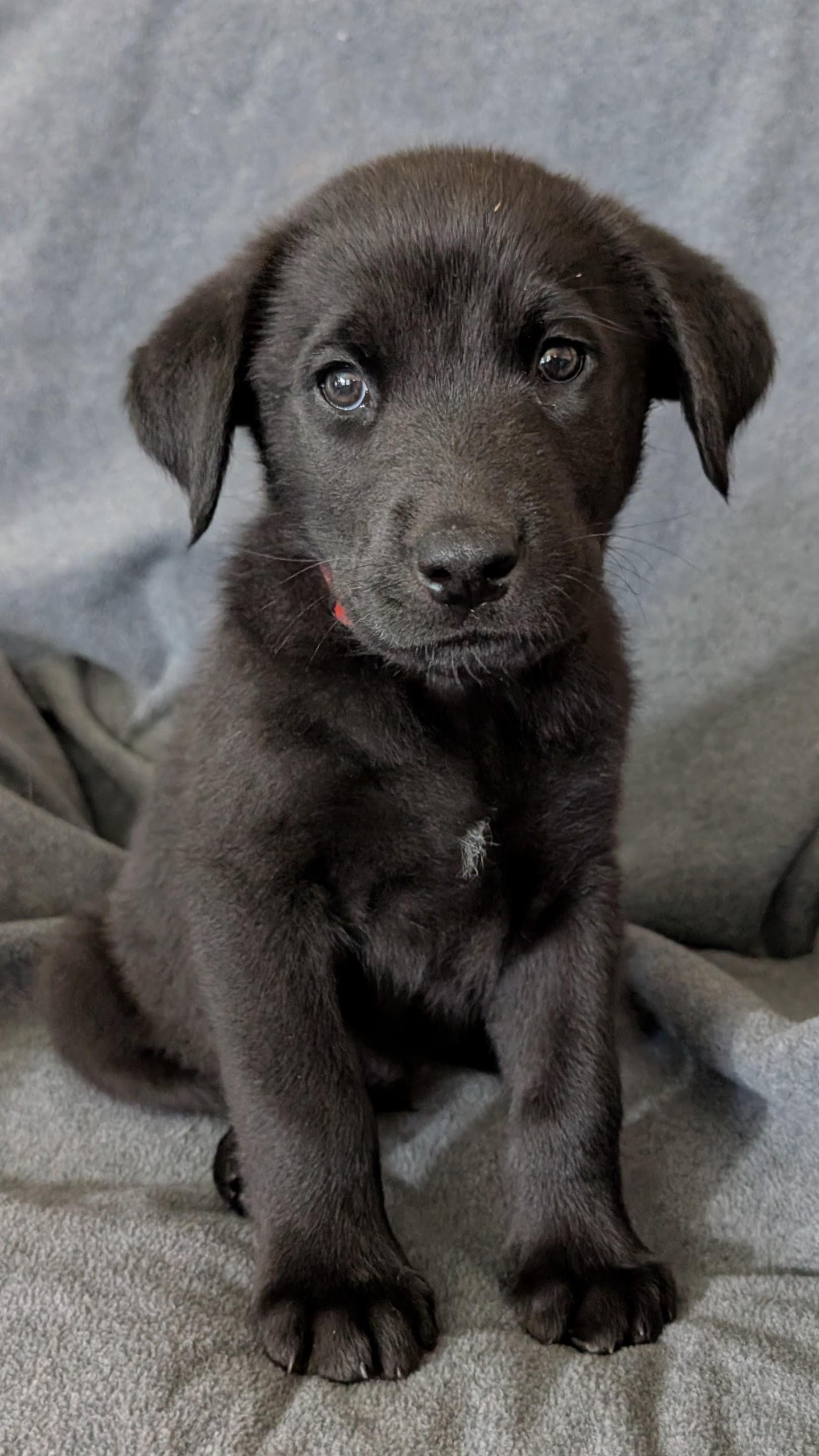 Enlarge Midnight, a ADOPTABLE Labrador Retriever in Torrey, UT image 1/1