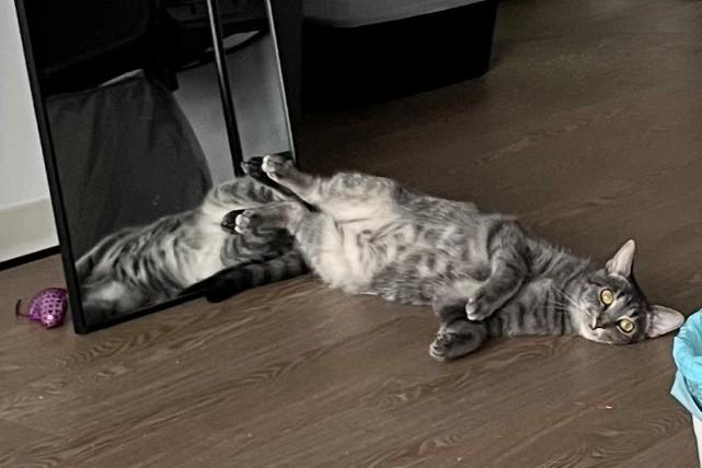 Enlarge Buttercup (& Bubbles), a Adoptable Domestic Short Hair in Chicago, IL image 5/6