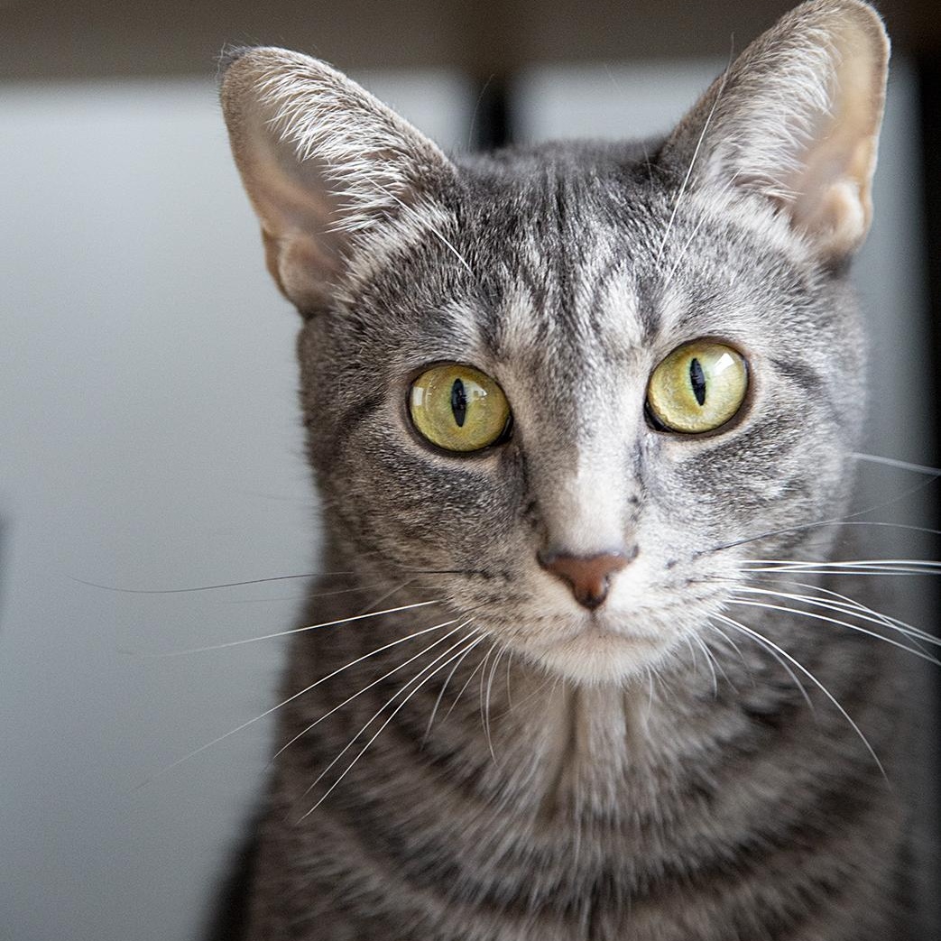 Buttercup (& Bubbles), Adoptable, Young Female Domestic Short Hair.