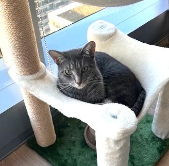 Enlarge Buttercup (& Bubbles), a Adoptable Domestic Short Hair in Chicago, IL image 3/6