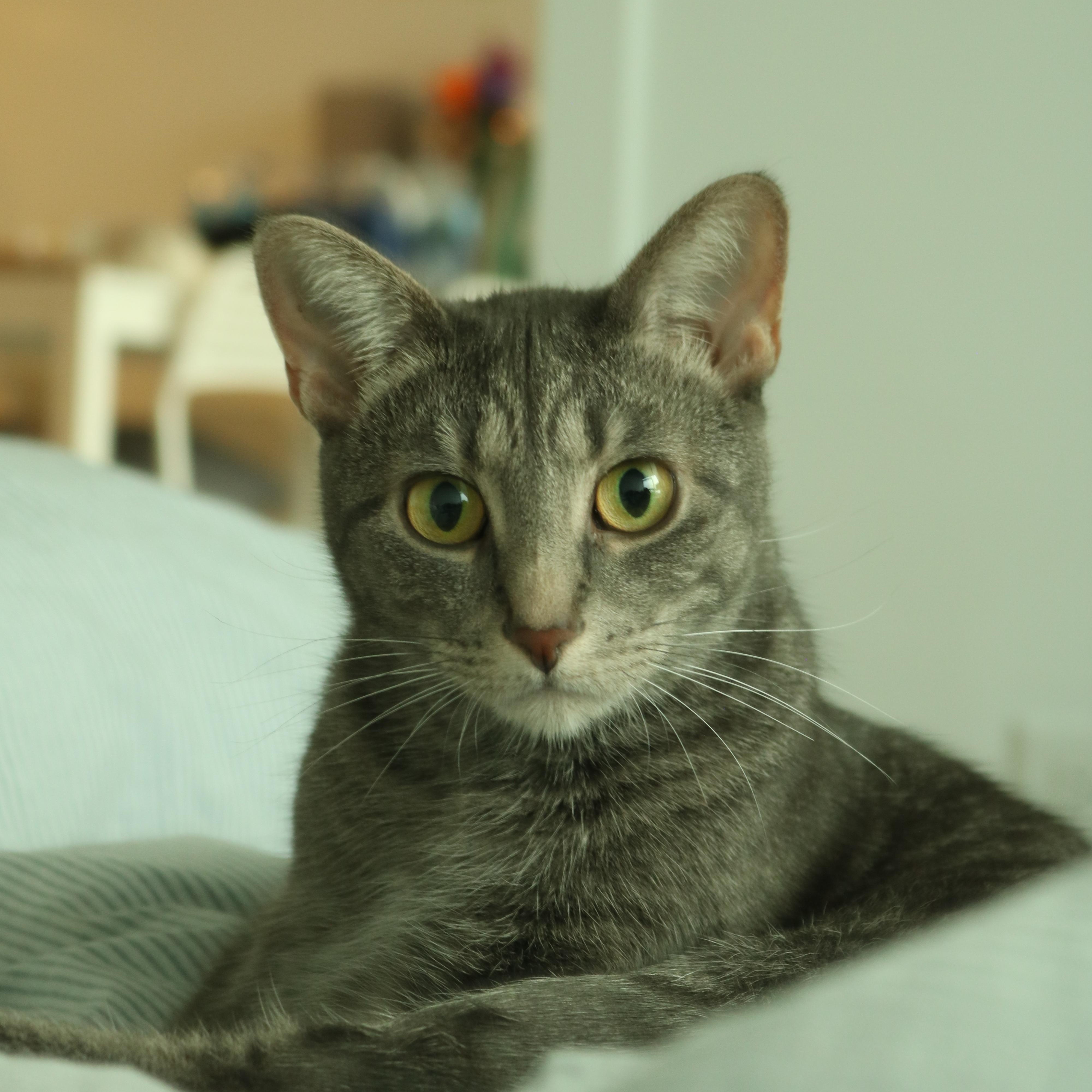 Buttercup (& Bubbles), a Adoptable Domestic Short Hair in Chicago, IL image 1/2