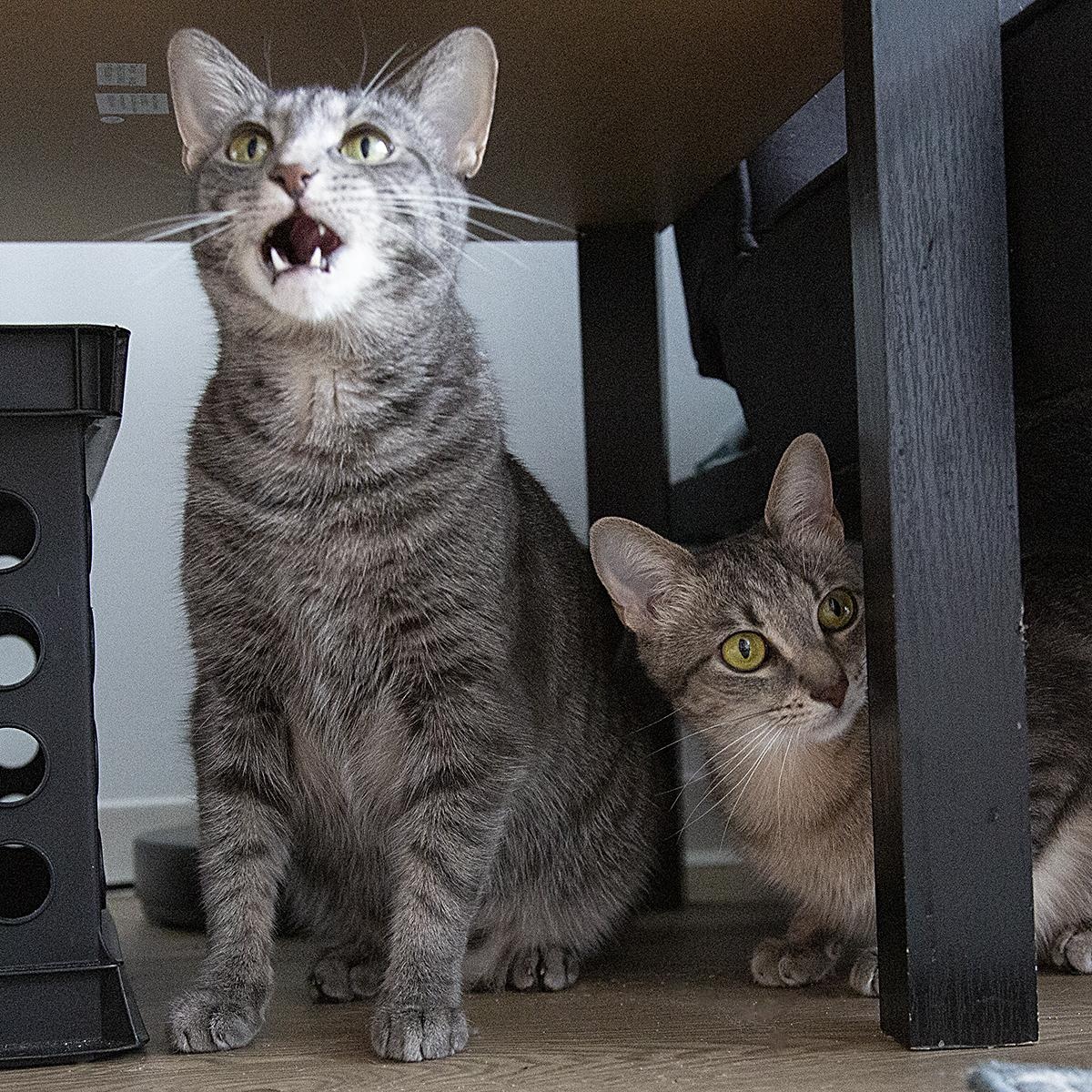 Buttercup (& Bubbles), a Adoptable Domestic Short Hair in Chicago, IL image 3/6
