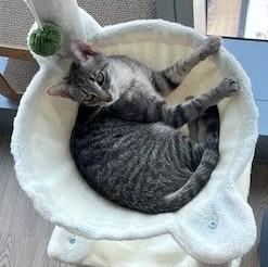 Enlarge Buttercup (& Bubbles), a Adoptable Domestic Short Hair in Chicago, IL image 2/6