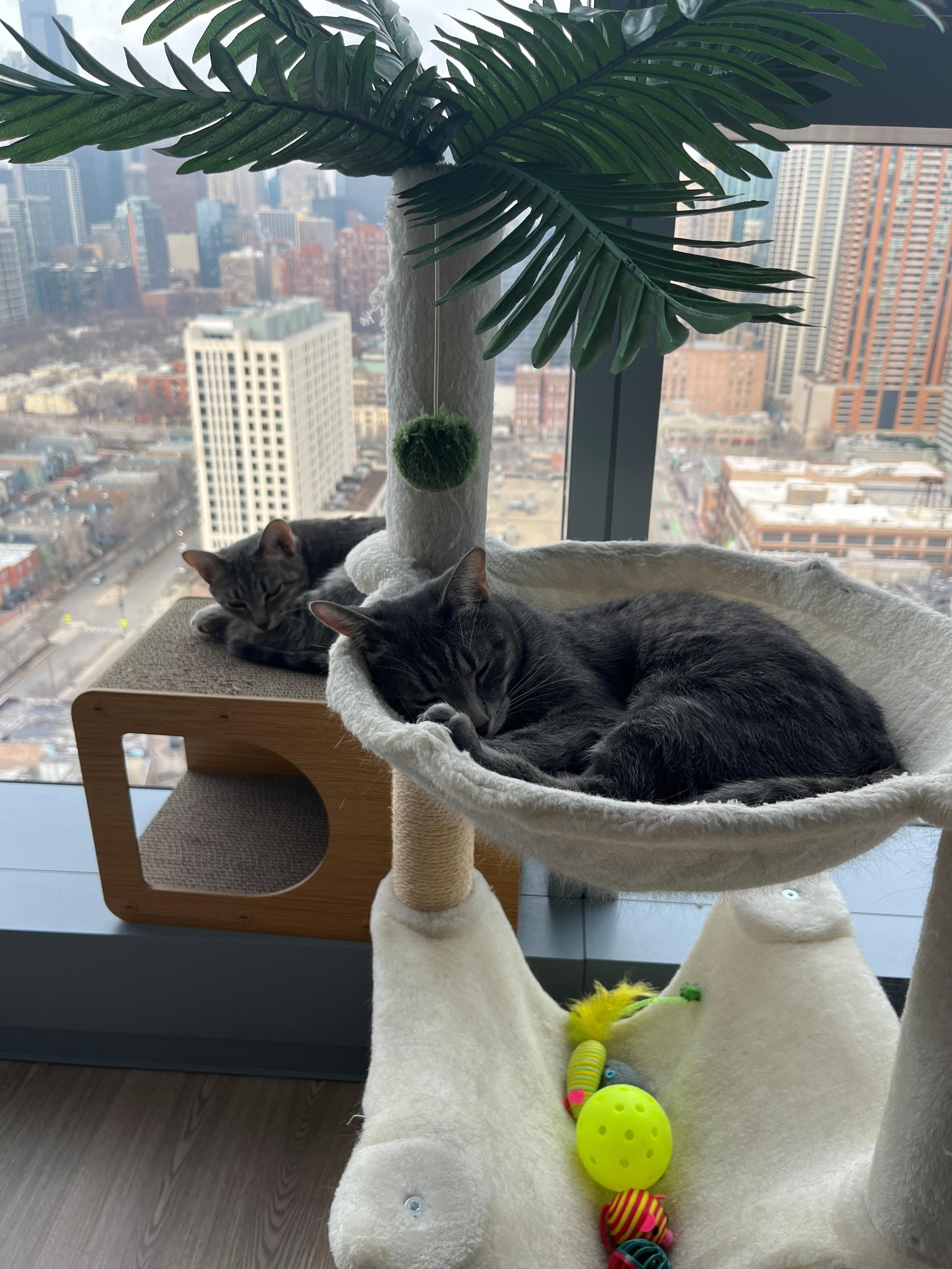 Enlarge Buttercup (& Bubbles), a Adoptable Domestic Short Hair in Chicago, IL image 6/6