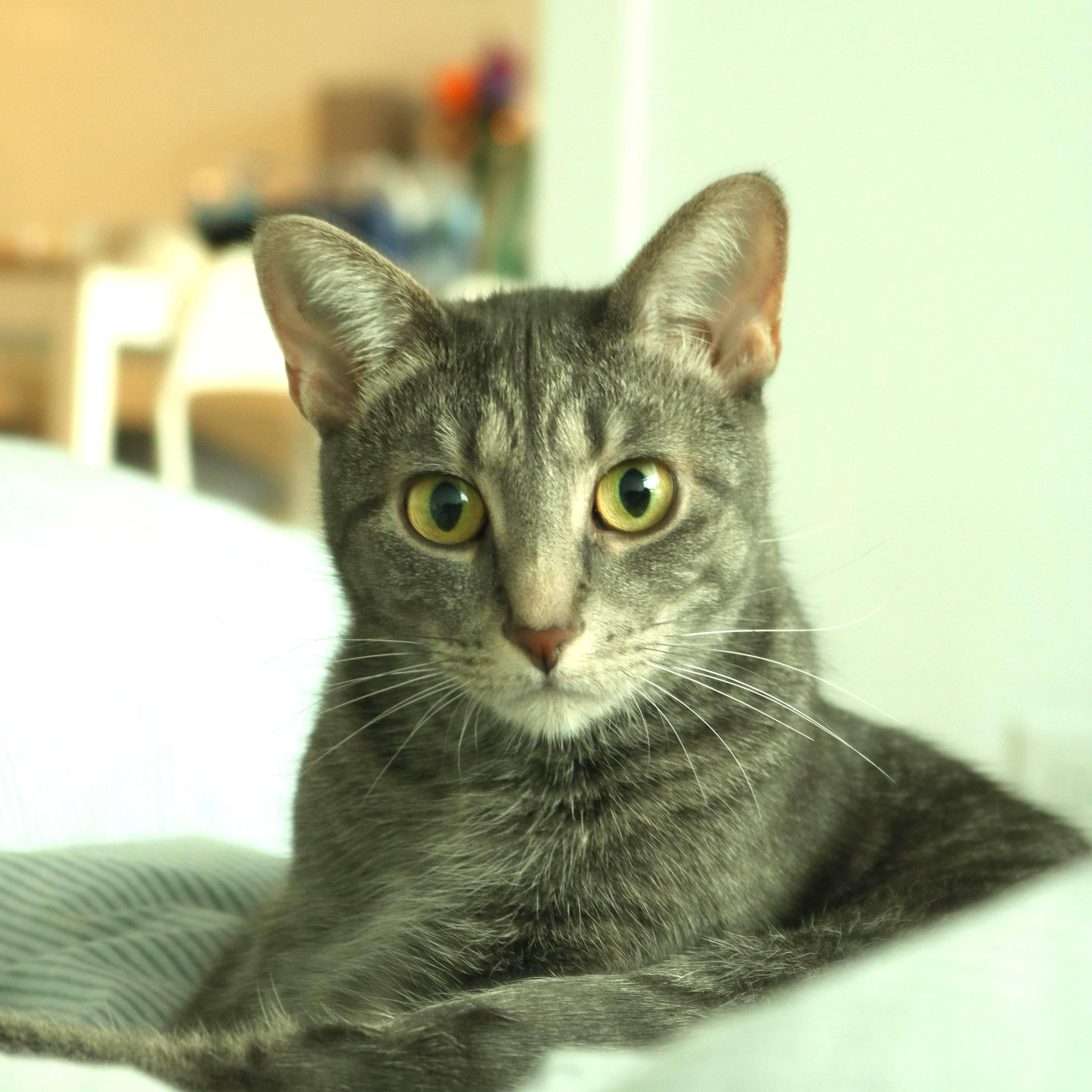 Enlarge Buttercup (& Bubbles), a Adoptable Domestic Short Hair in Chicago, IL image 1/6