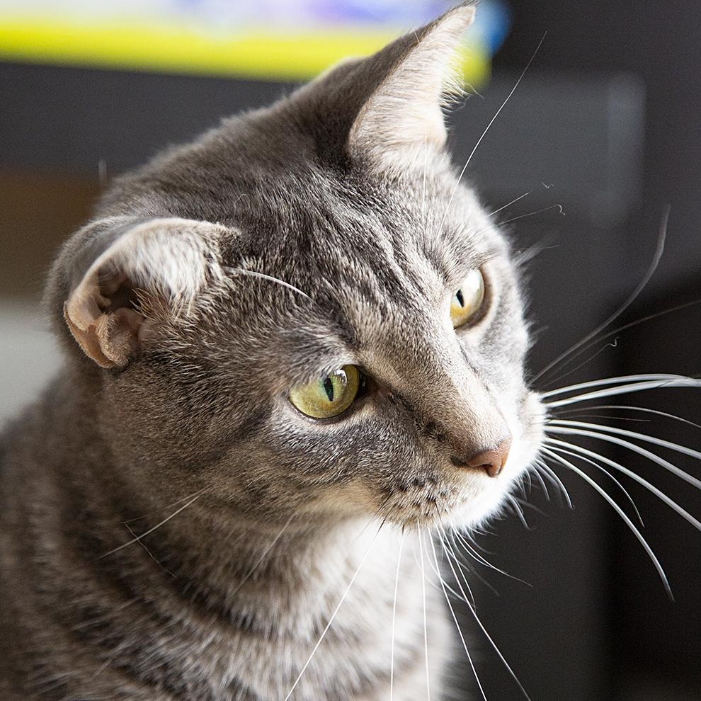 Buttercup (& Bubbles), a Adoptable Domestic Short Hair in Chicago, IL image 2/6
