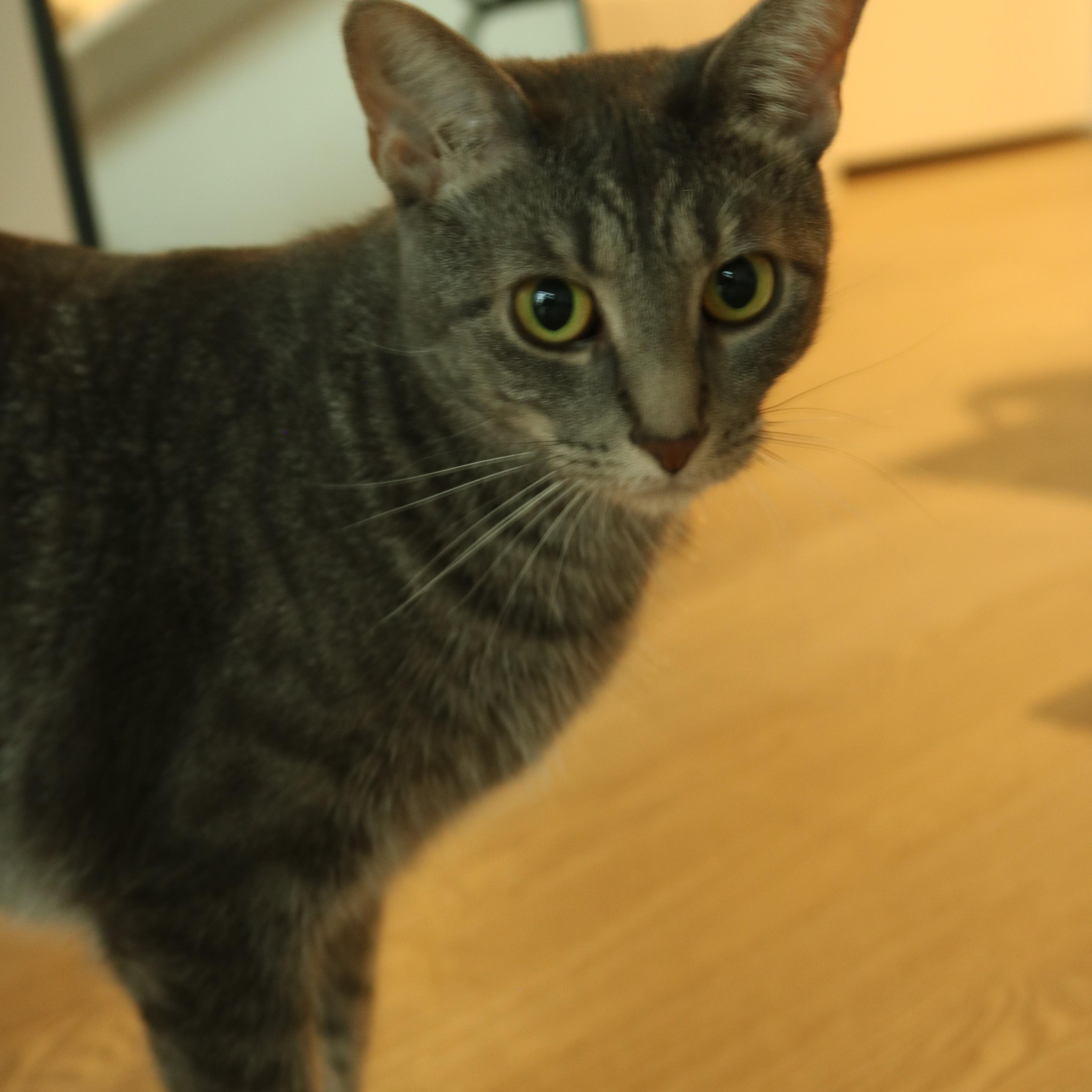 Buttercup (& Bubbles), a Adoptable Domestic Short Hair in Chicago, IL image 2/2