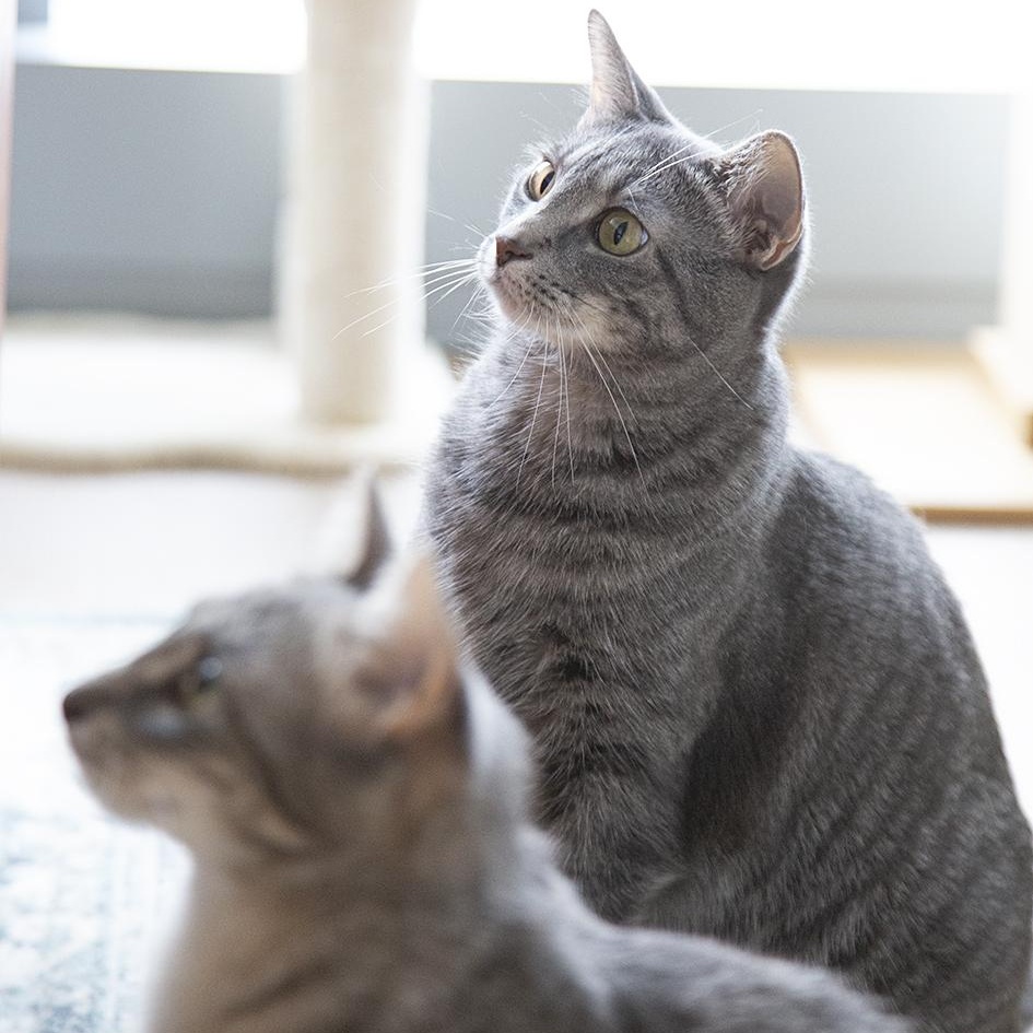 Buttercup (& Bubbles), a Adoptable Domestic Short Hair in Chicago, IL image 5/6