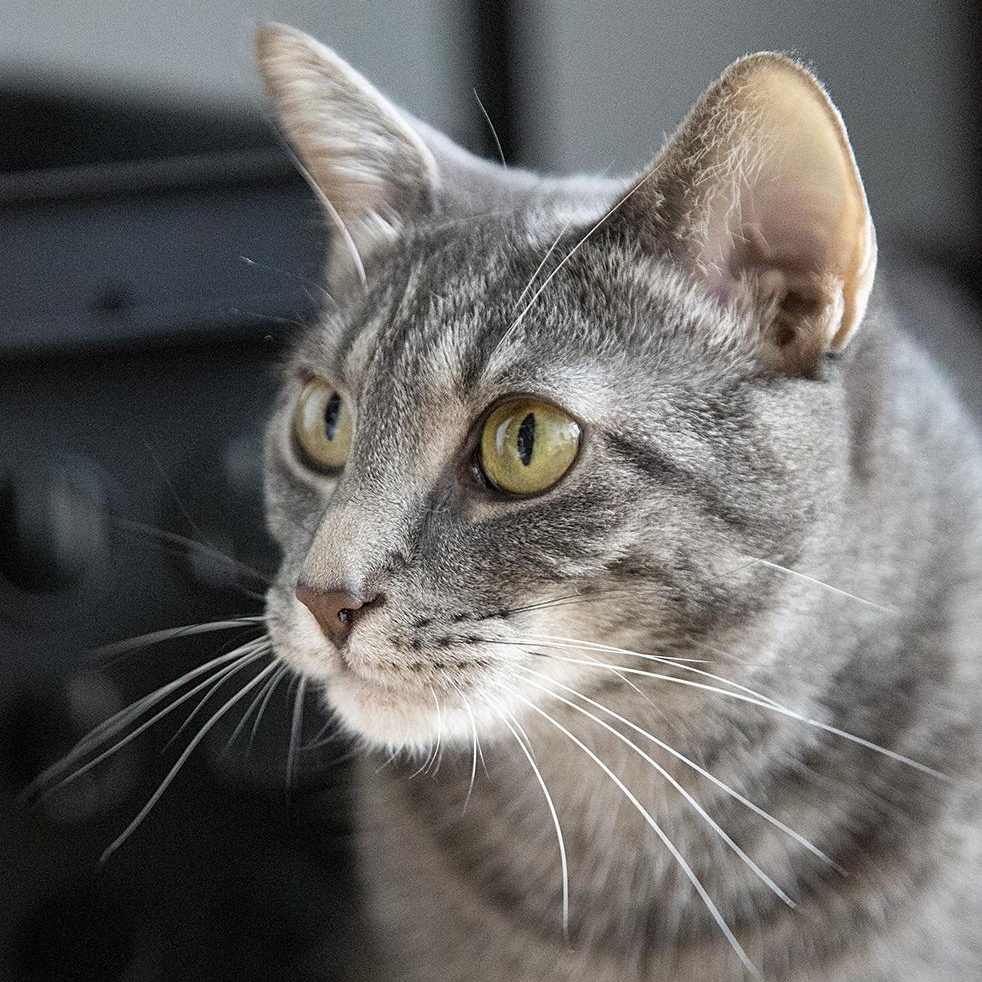 Buttercup (& Bubbles), a Adoptable Domestic Short Hair in Chicago, IL image 4/6