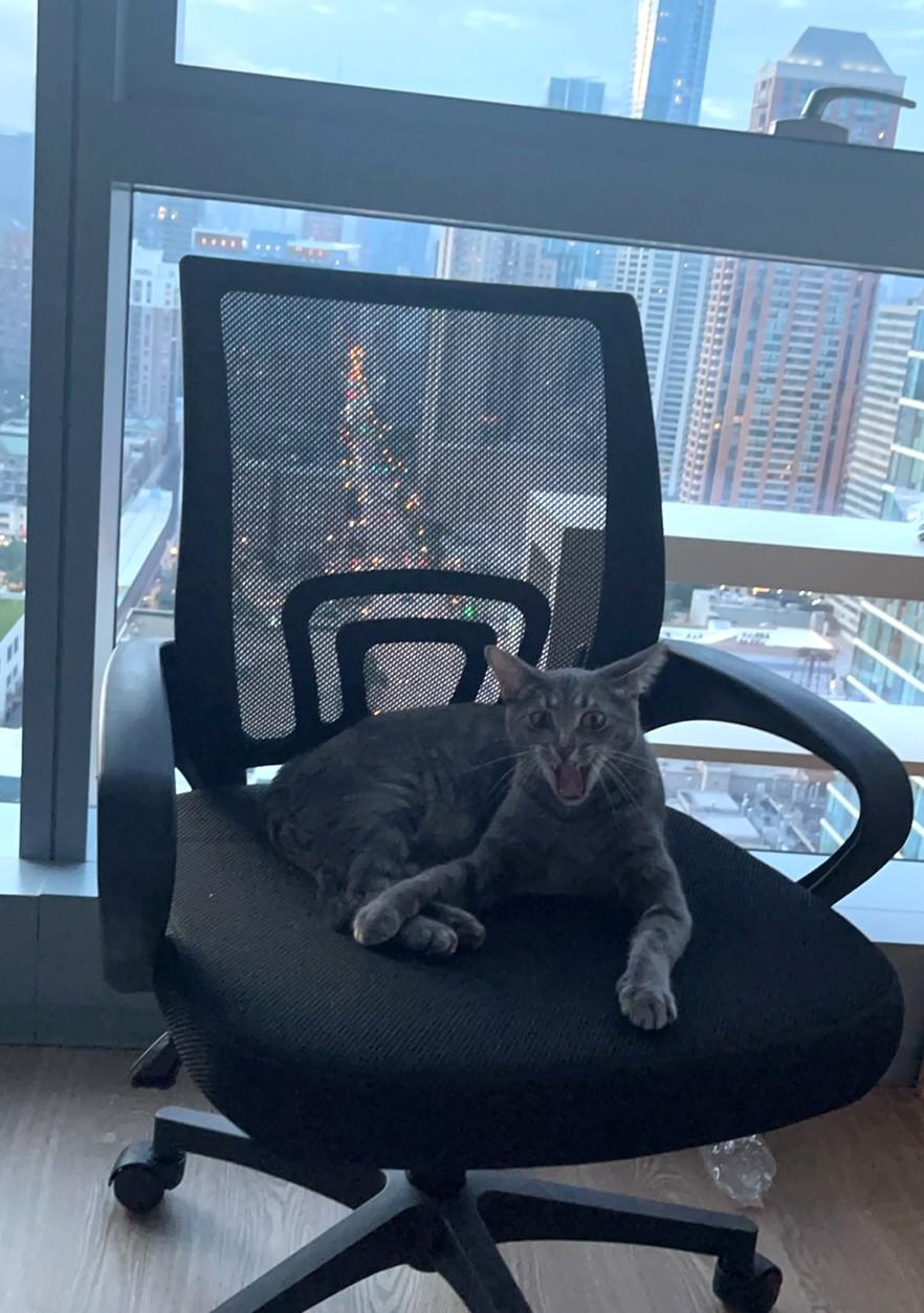 Enlarge Buttercup (& Bubbles), a Adoptable Domestic Short Hair in Chicago, IL image 4/6