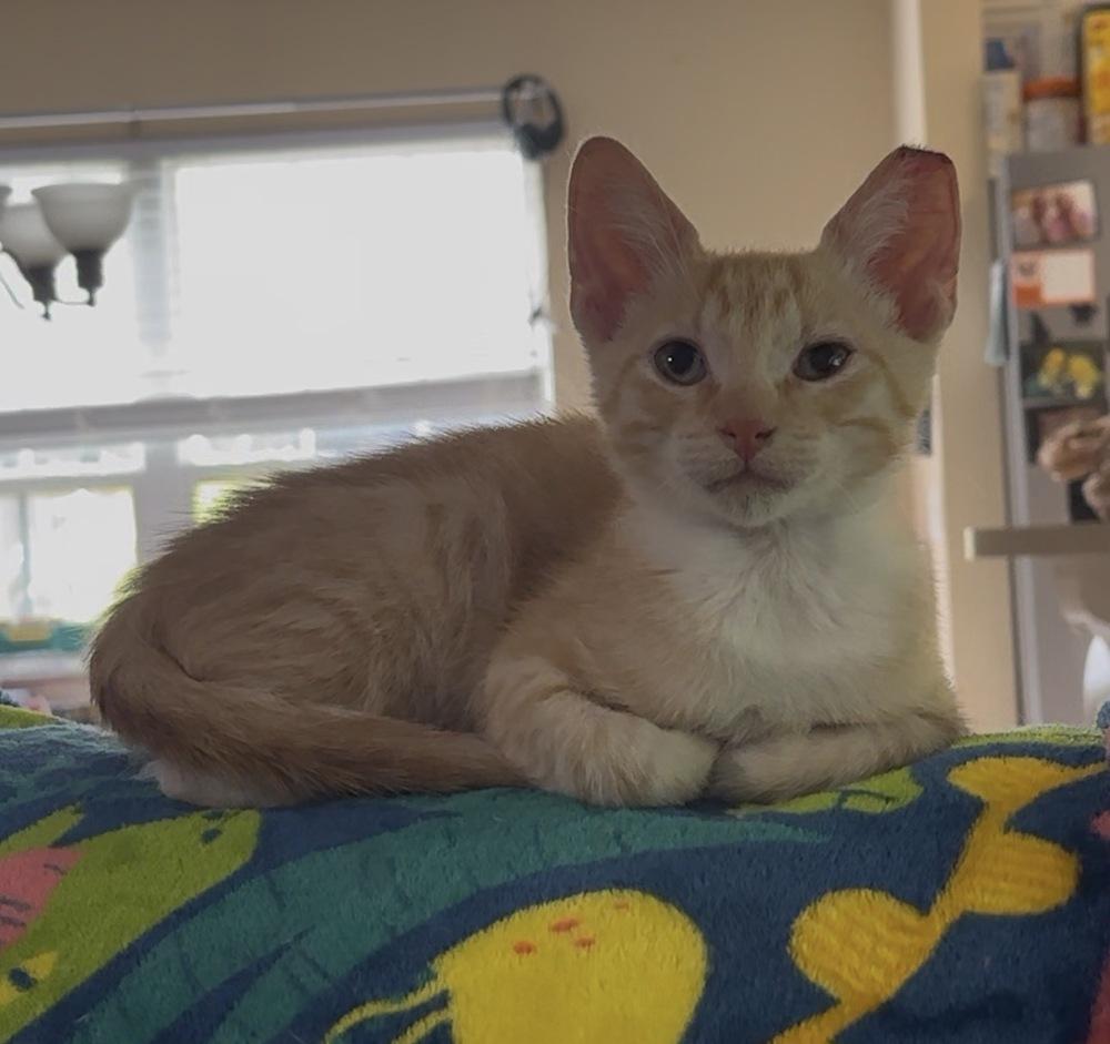 Orjan, Adoptable, Kitten Male Domestic Short Hair.